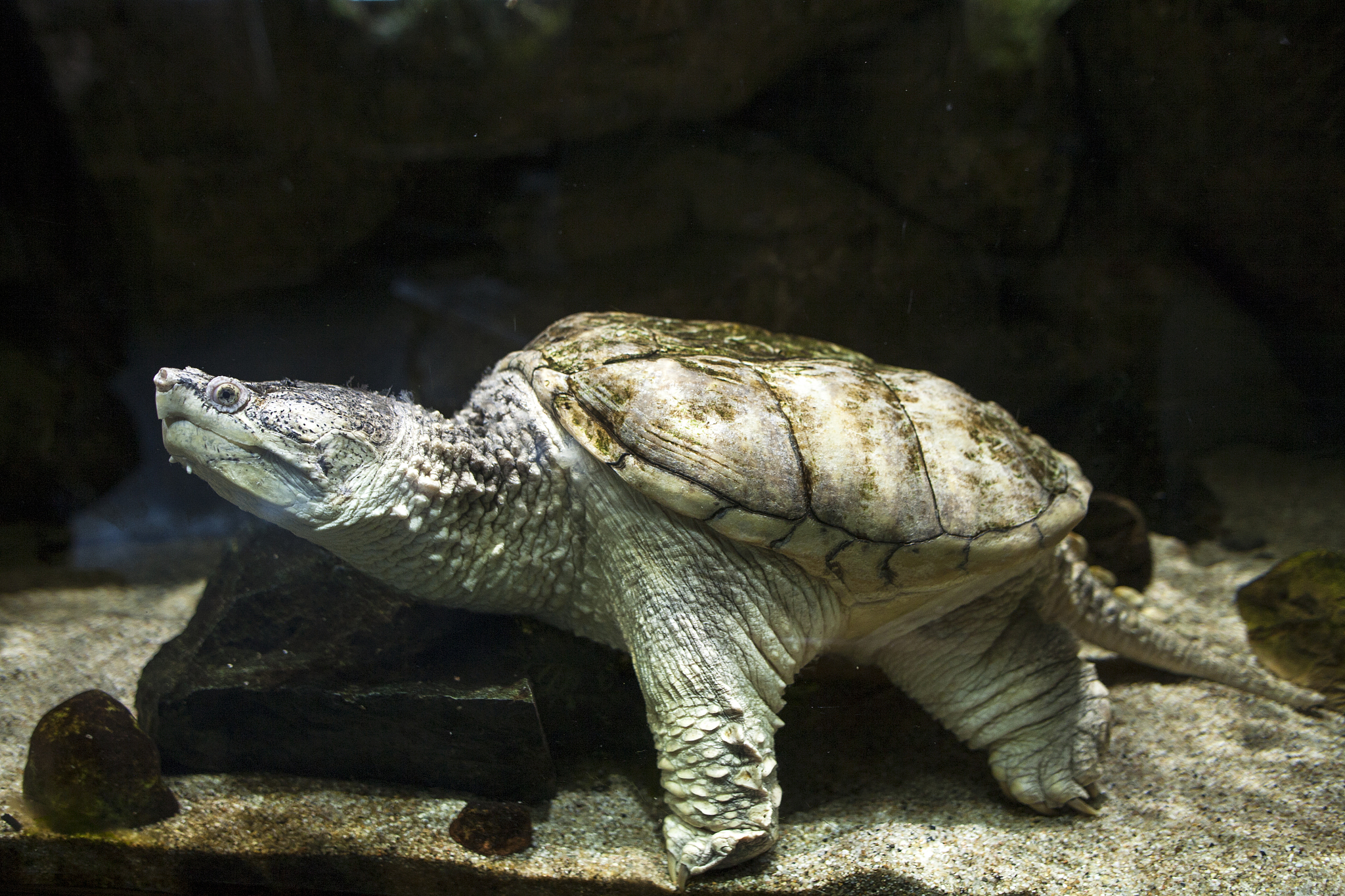 turtle