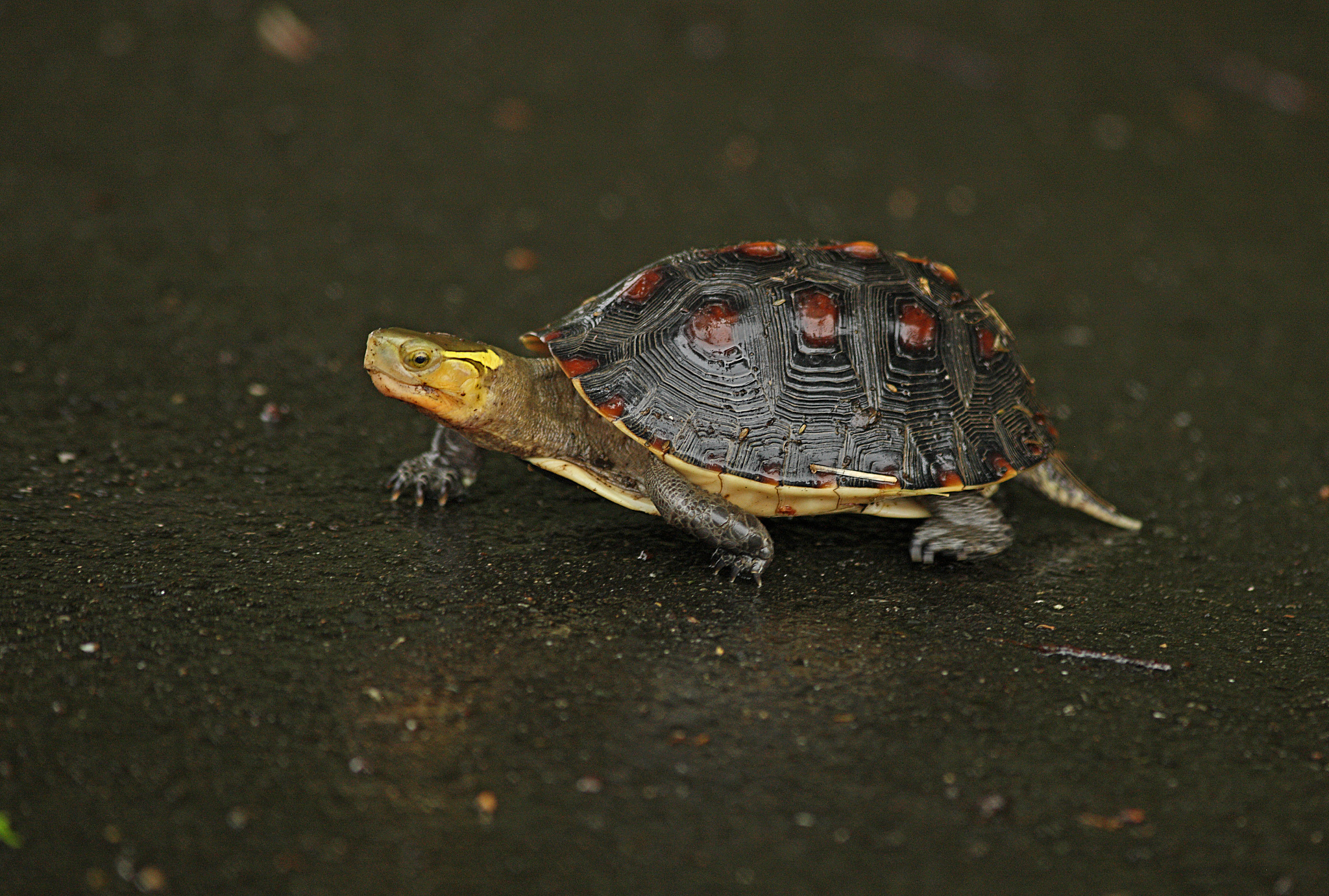 import turtle里turtlebegin_poly是什么作用