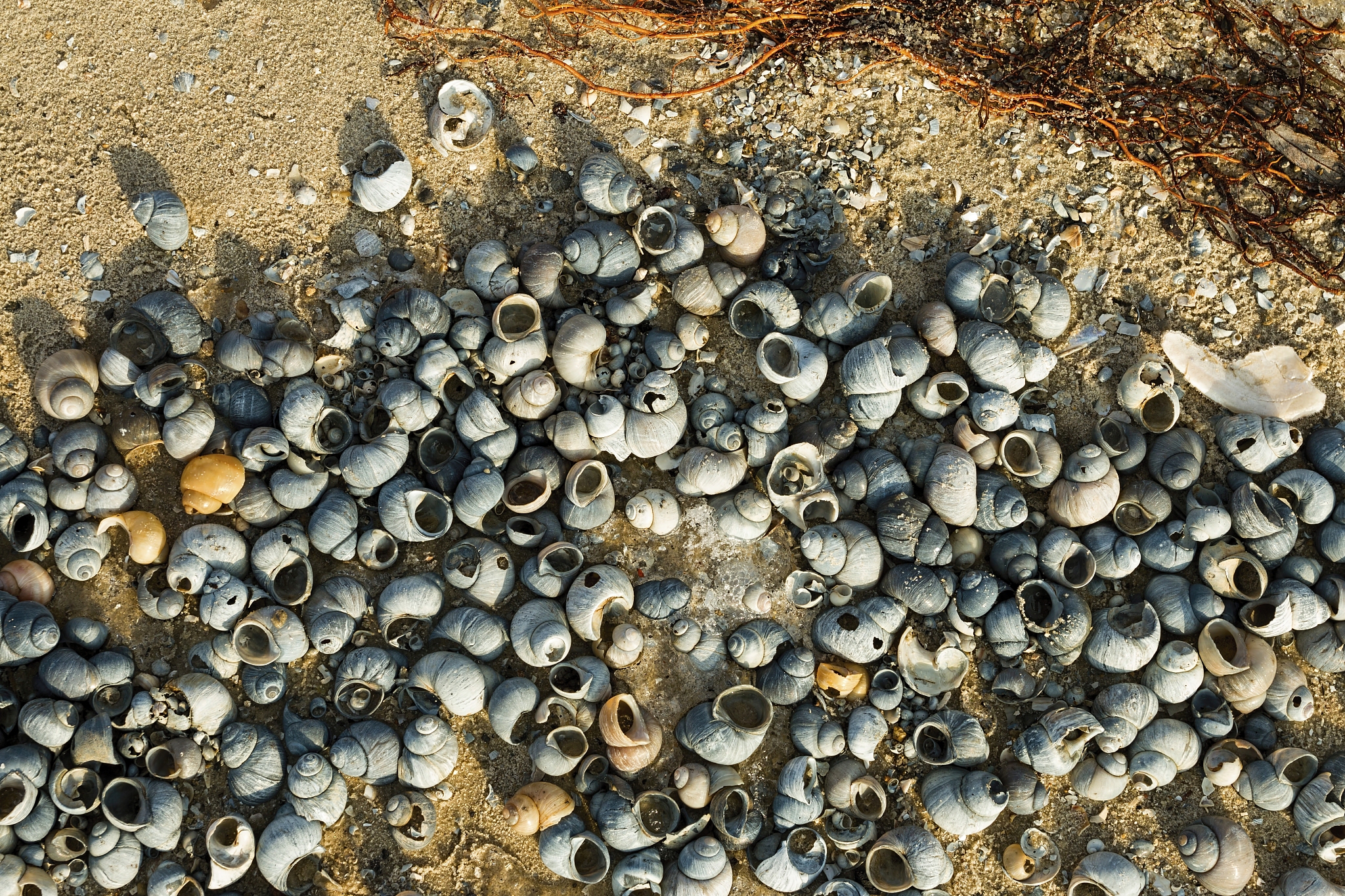 藤壶 是软体动物嘛？ 鬼爪螺是软体动物嘛？