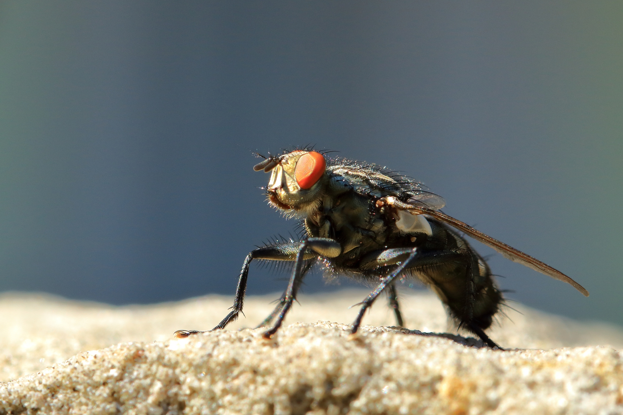 fly on sandstone wall