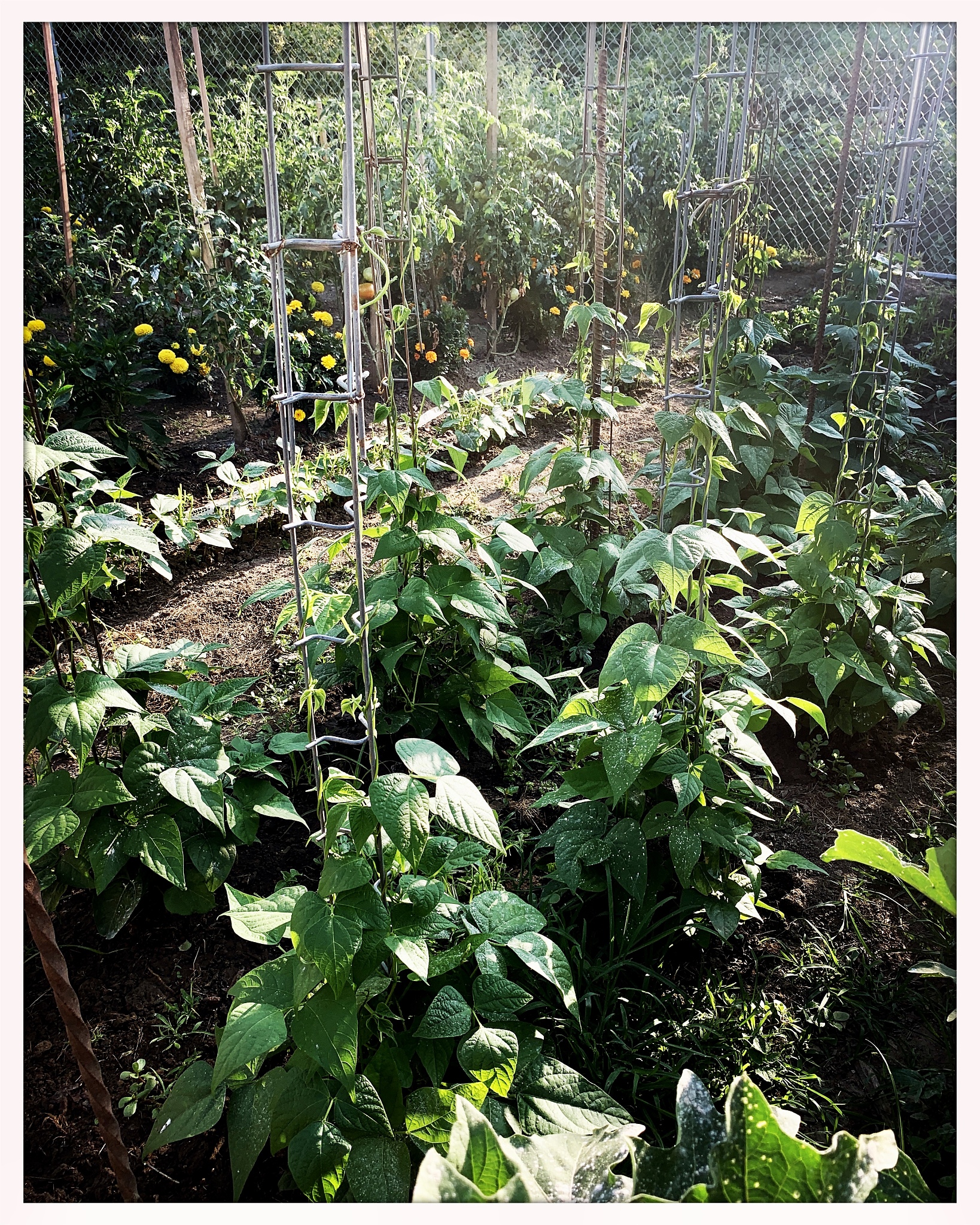 urban community garden
