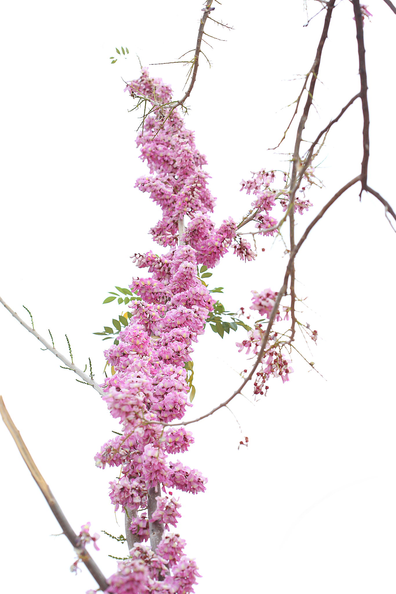 gliricidia sepium (quickstick)