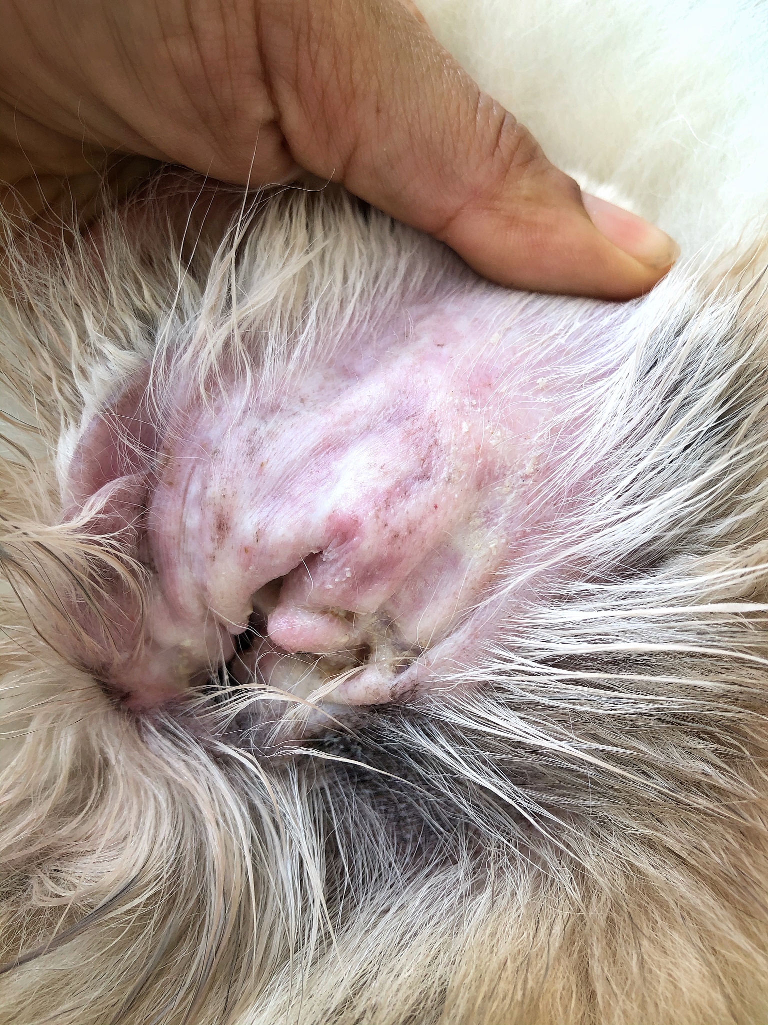 狗狗寄生虫感染症状：如何识别和预防