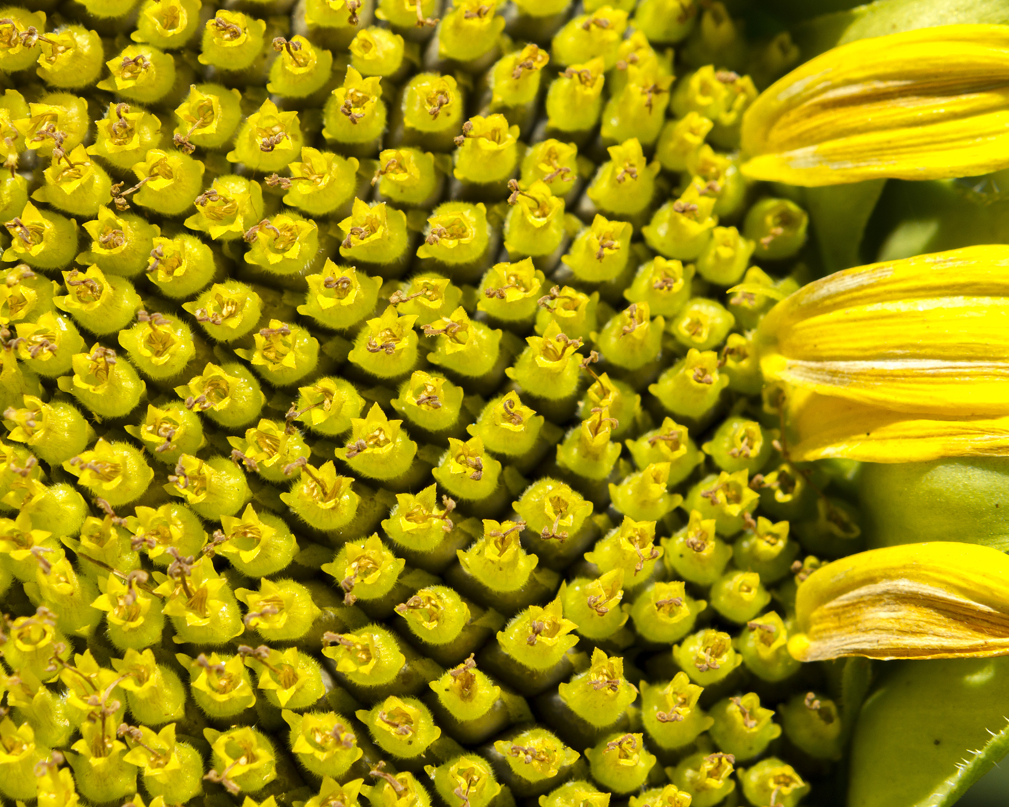 七年级向日葵种植计划：从播种到收获的完整指南