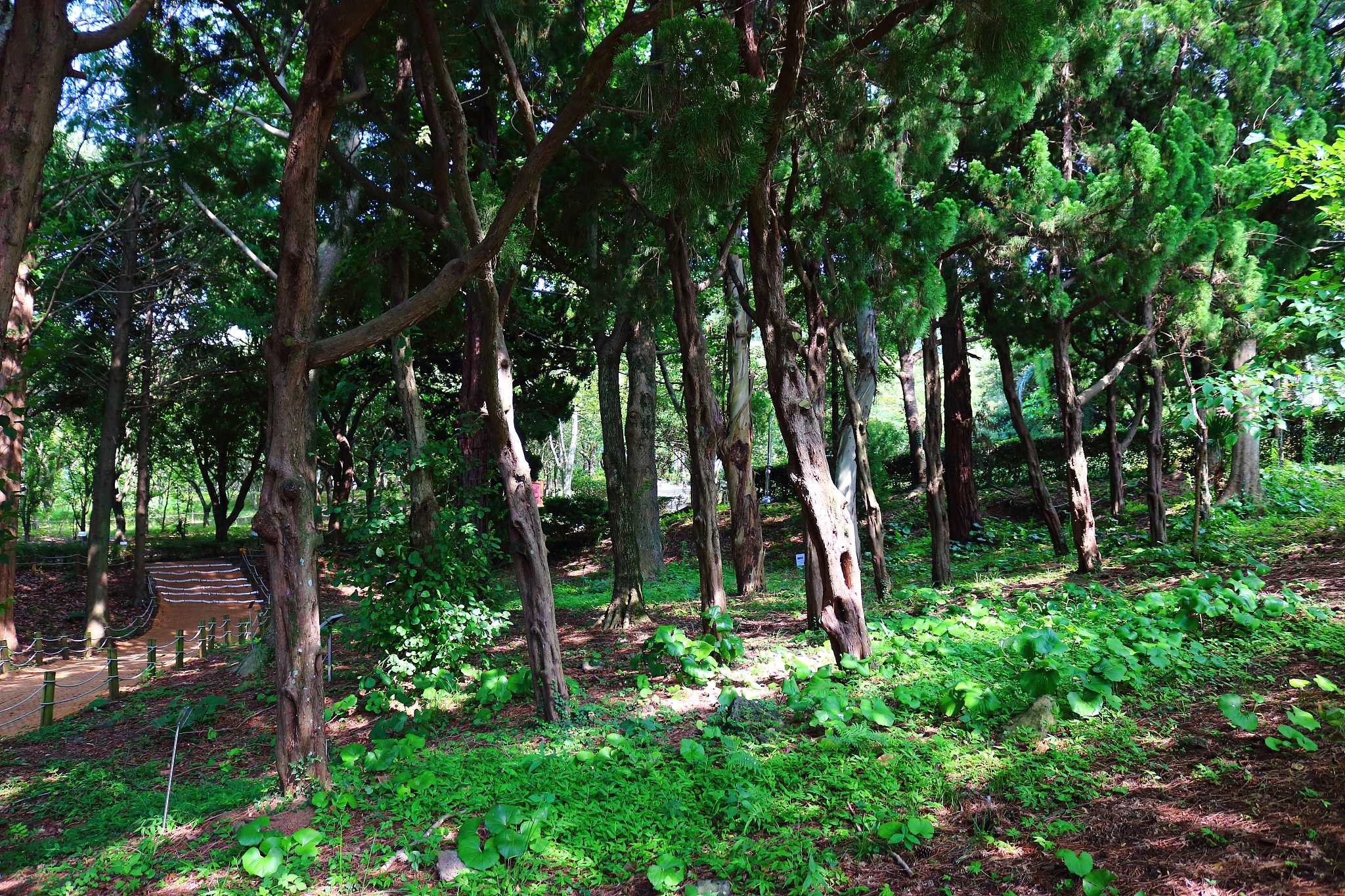 la arboretum, parks, forests, forest,