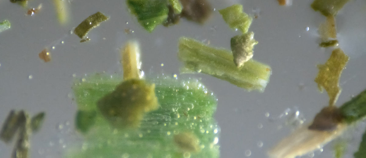 百香果组培苗内生菌污染控制研究：Frateuria Defendens 抑菌效果及最佳抗生素浓度