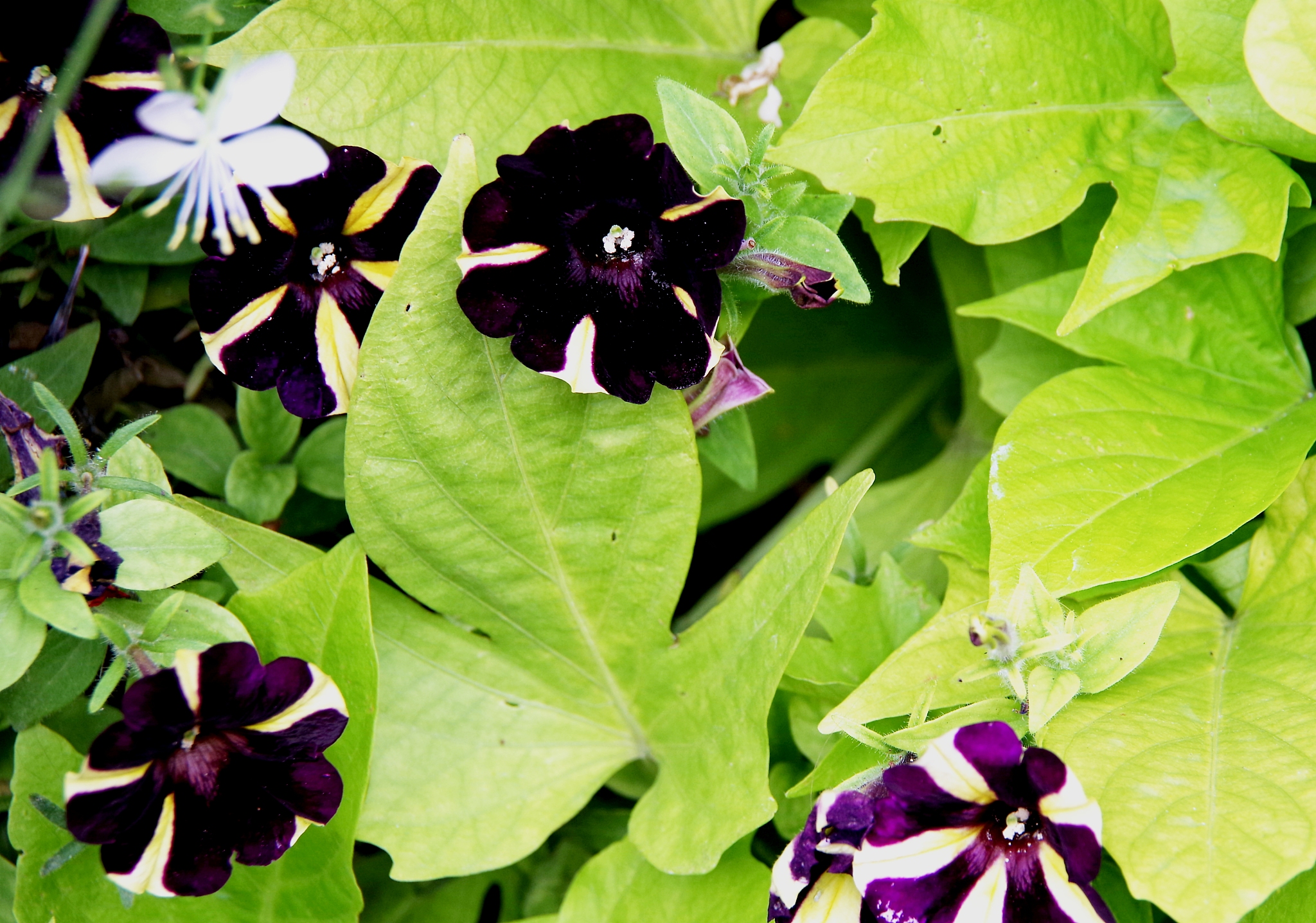 为什么植物是绿色的？