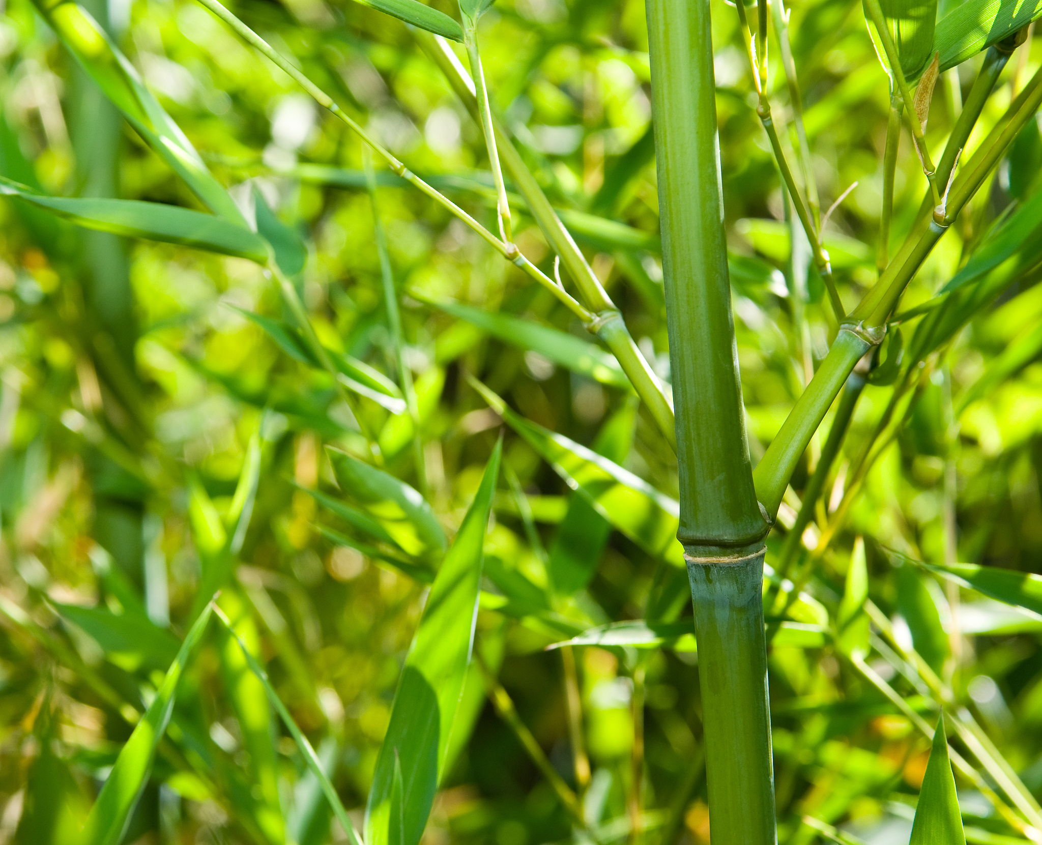 木本植物和草本植物的区别竹子是哪种
