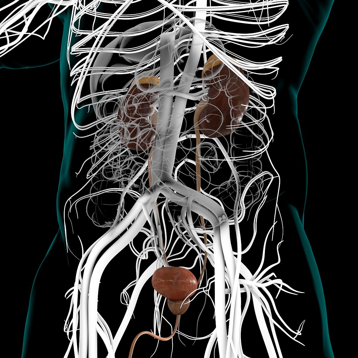 肌酐水平：肾脏健康的重要指标