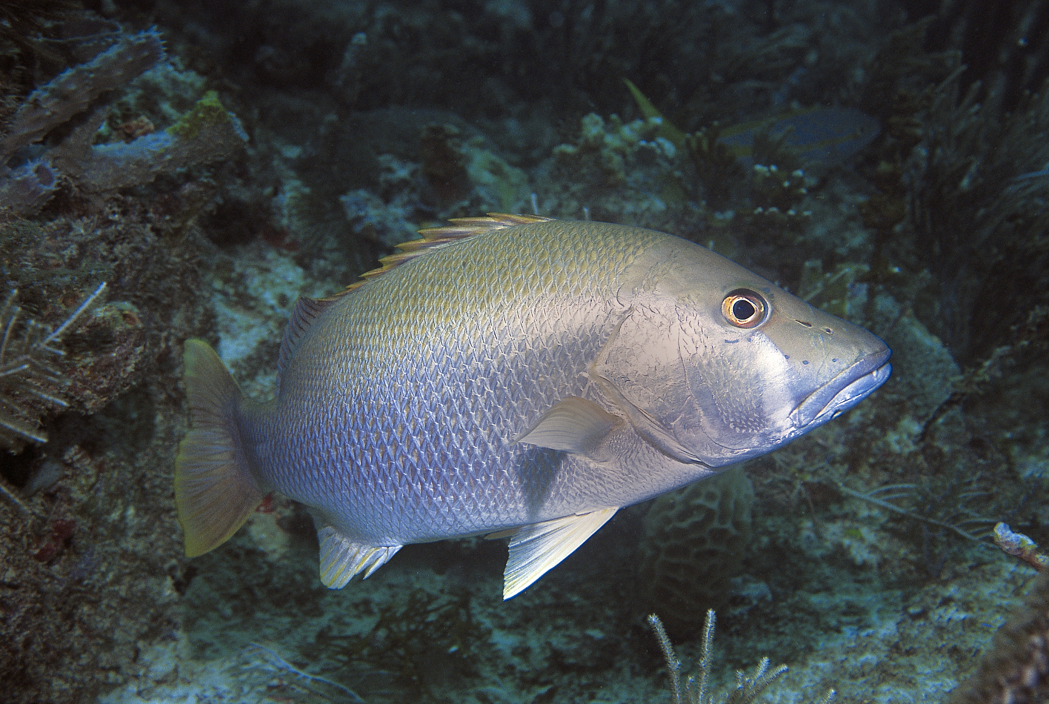 dog snapper.