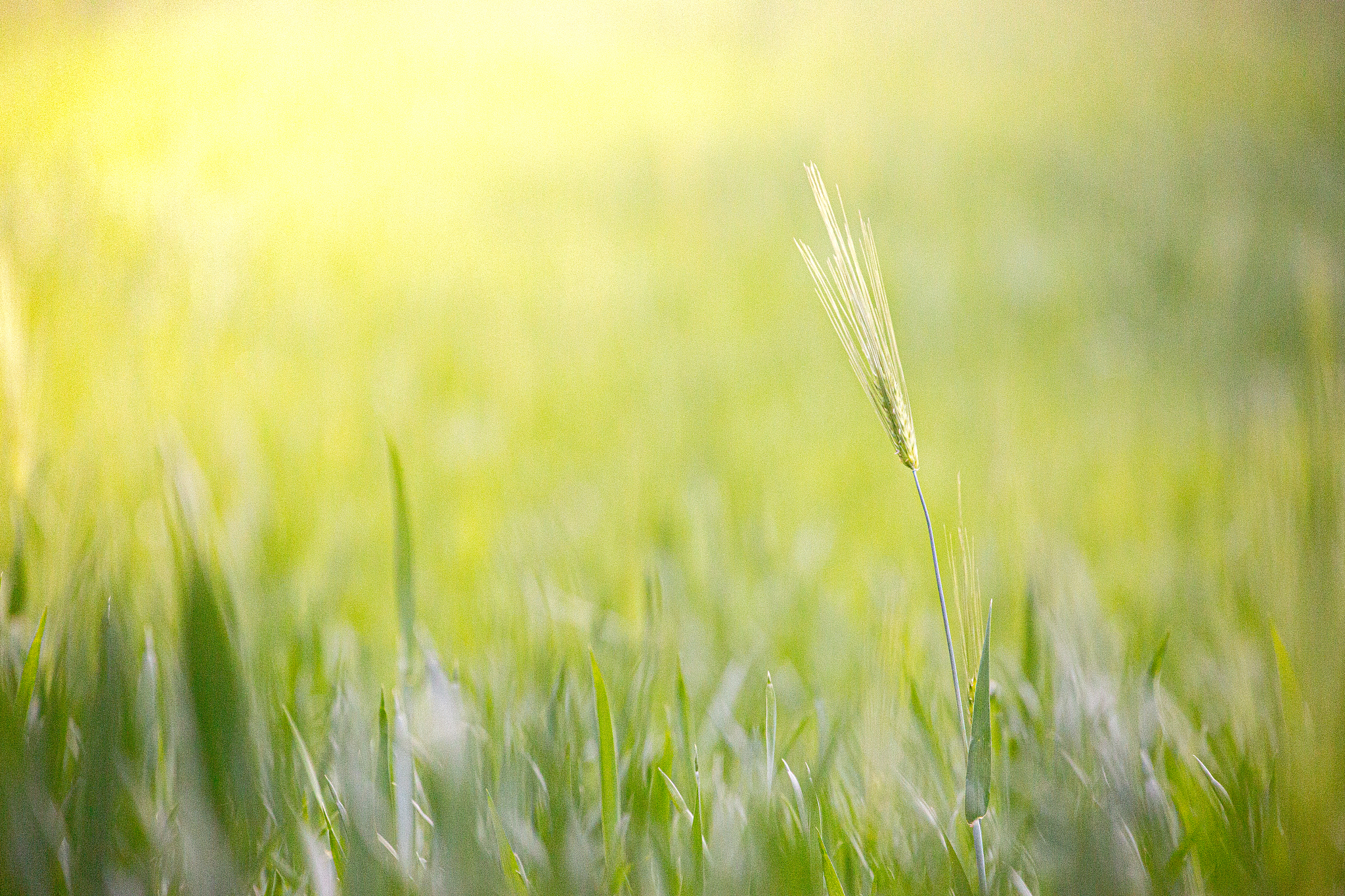 凉山州农业学校师资怎么样就业好不好？