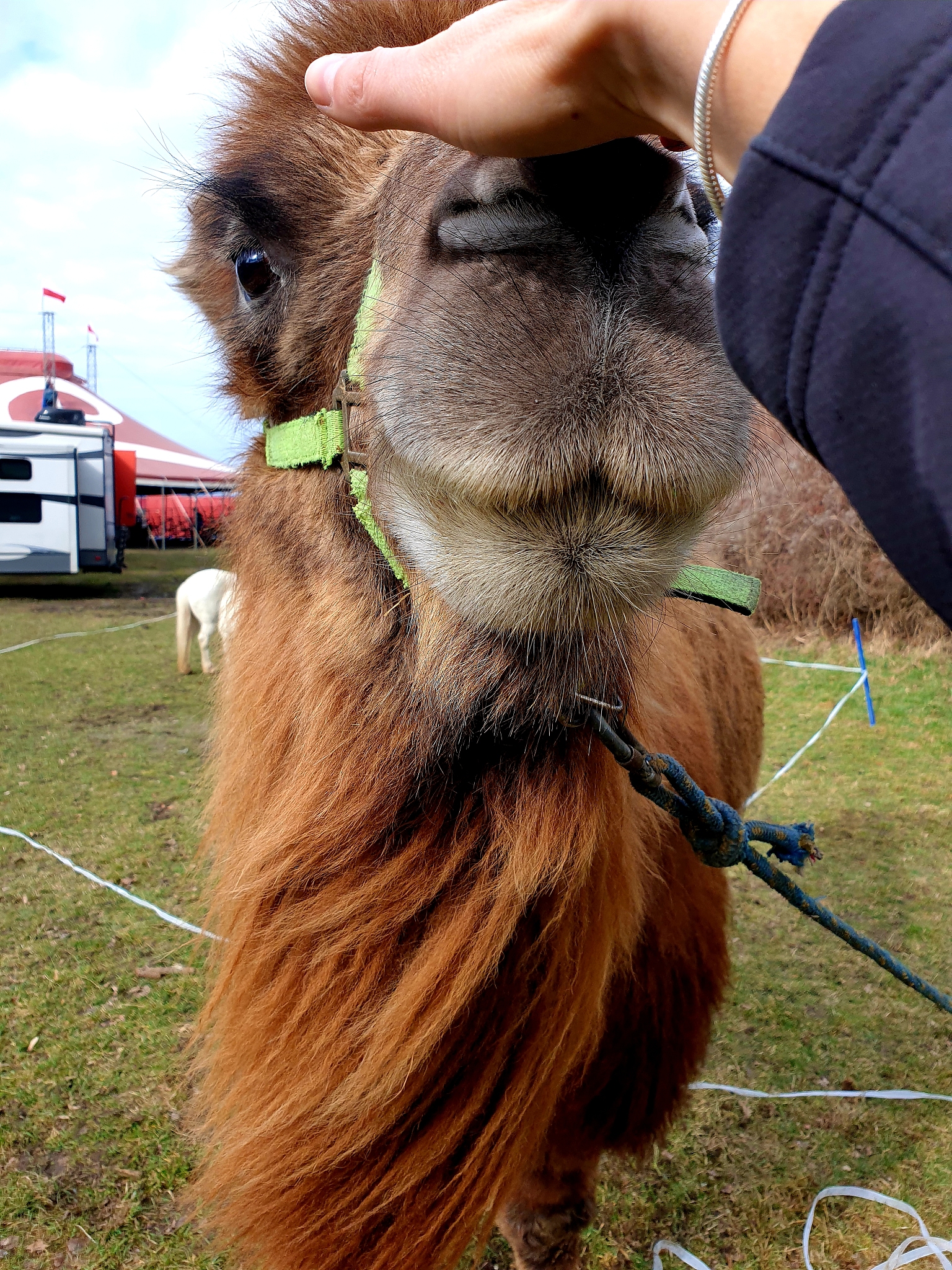 黑龙江农业工程职业学院宠物临床诊疗技术专业就业方向：从宠物医院到美容店