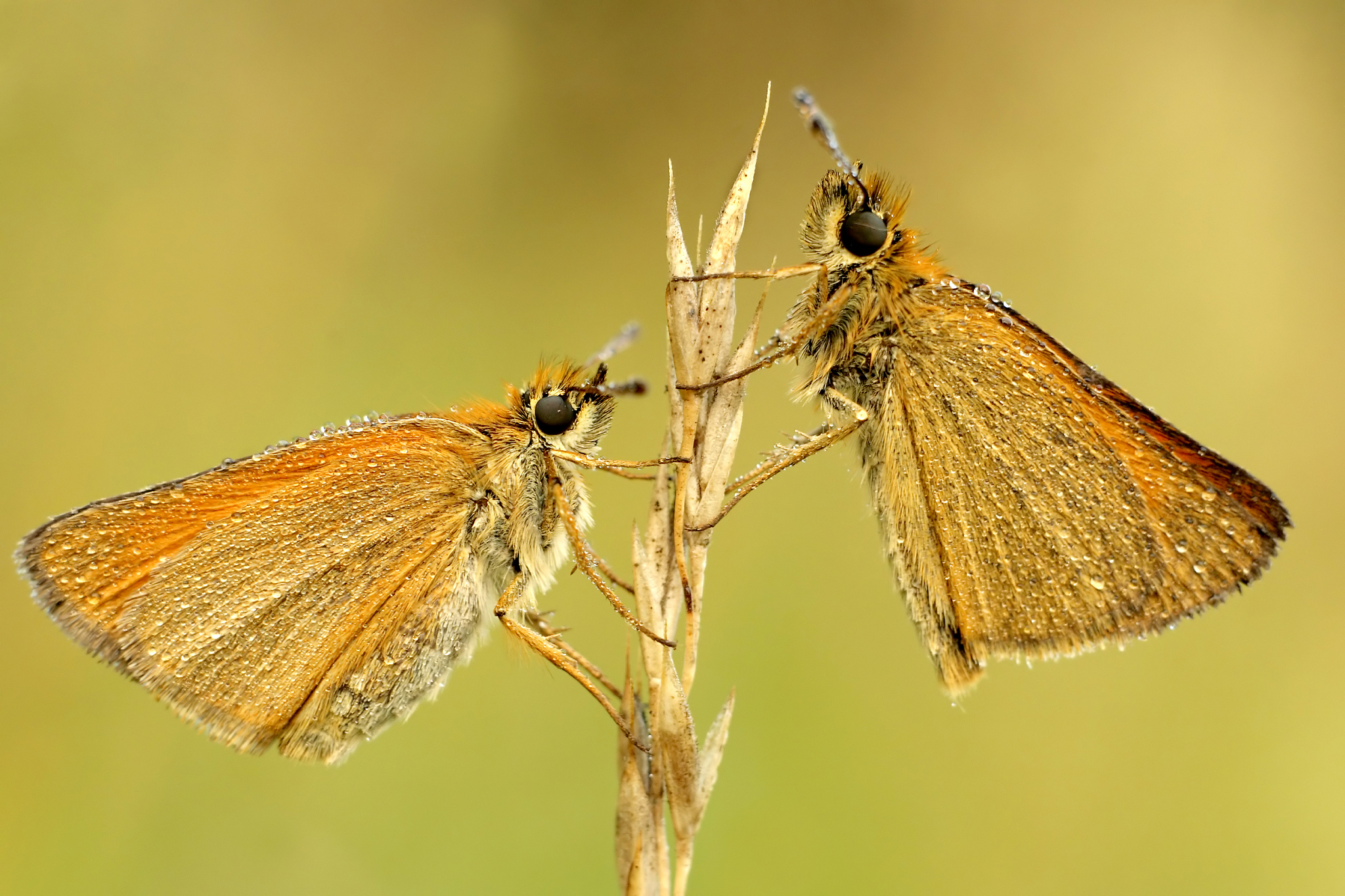 motyl