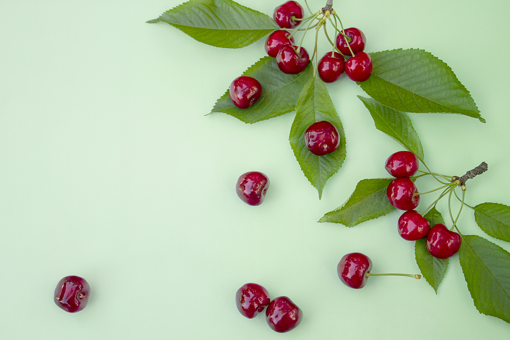 sweet red cherries on a light background. selective focus, place