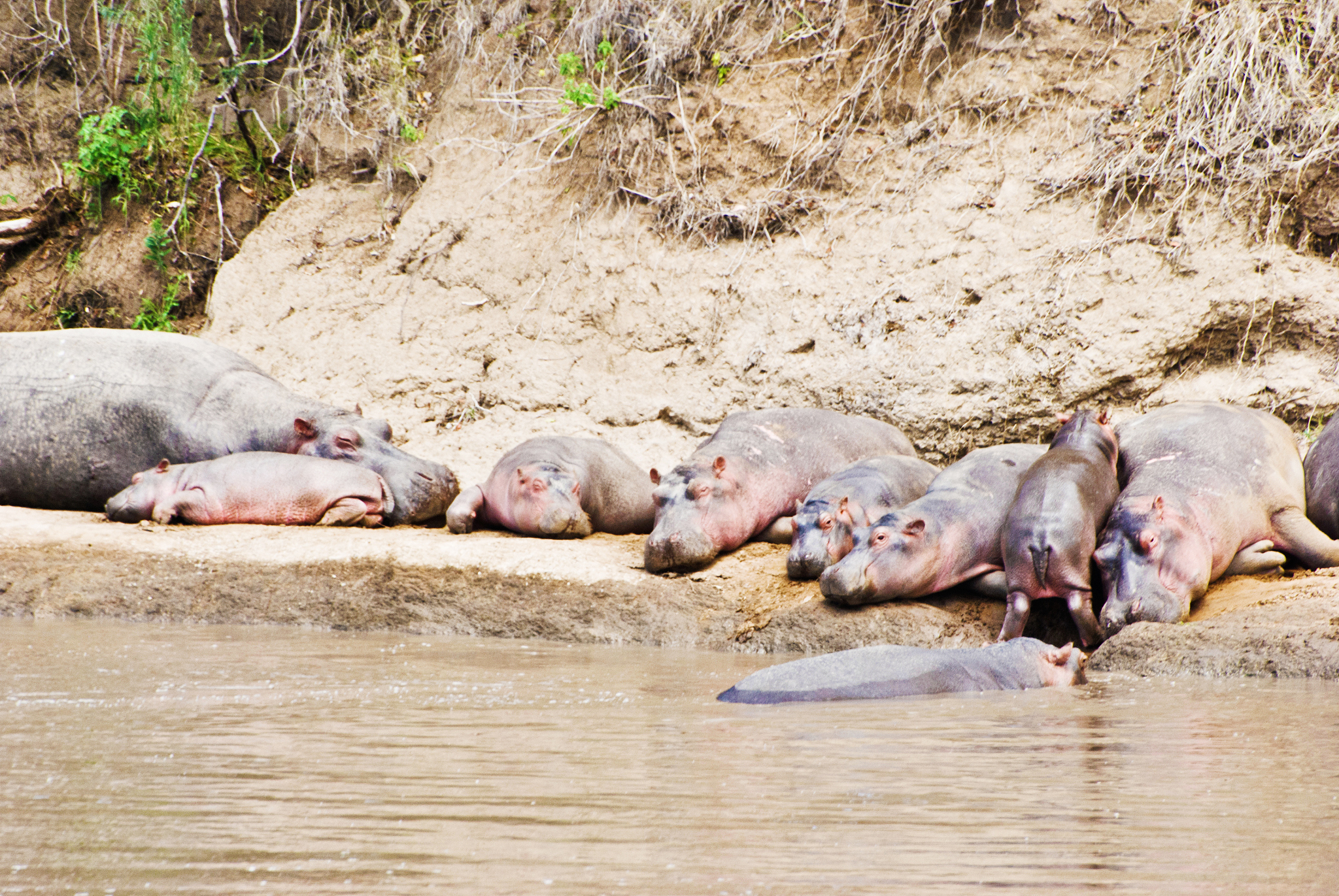 herd of hippos (hippopotamus amphibius) lying by a muddy river
