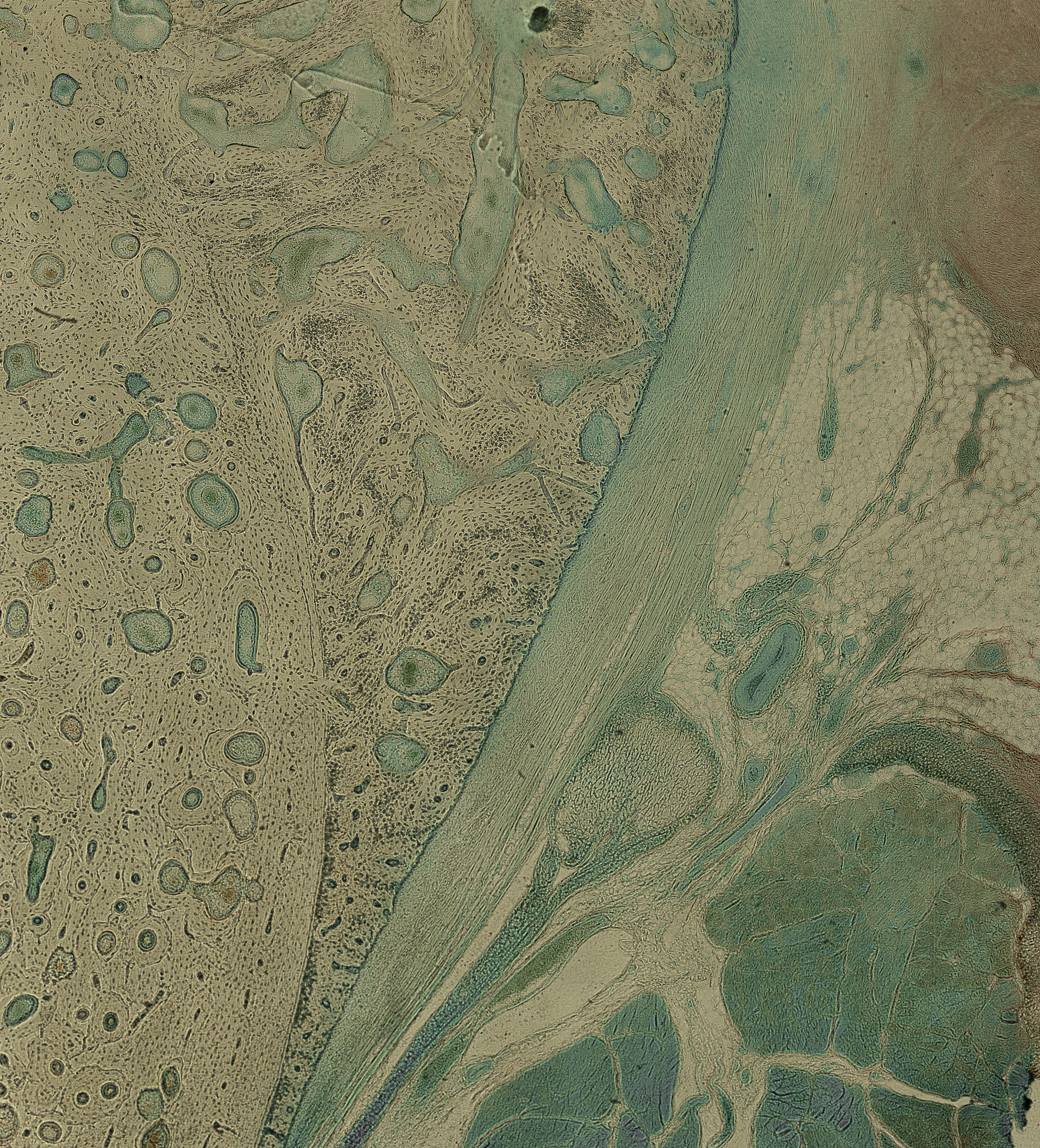 fungsi kaki pada mikroskop