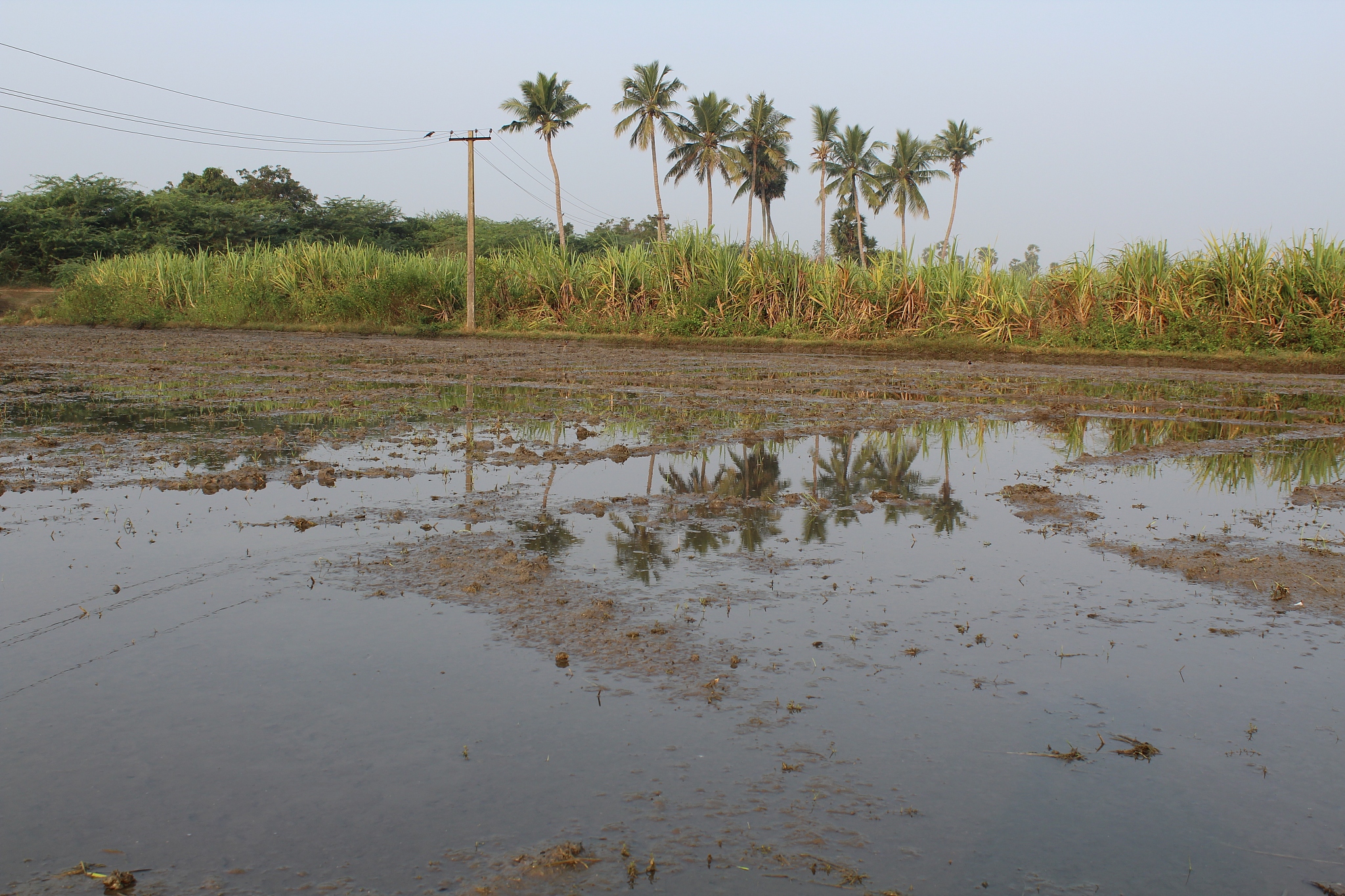小龙虾入侵：生态危机与防治措施