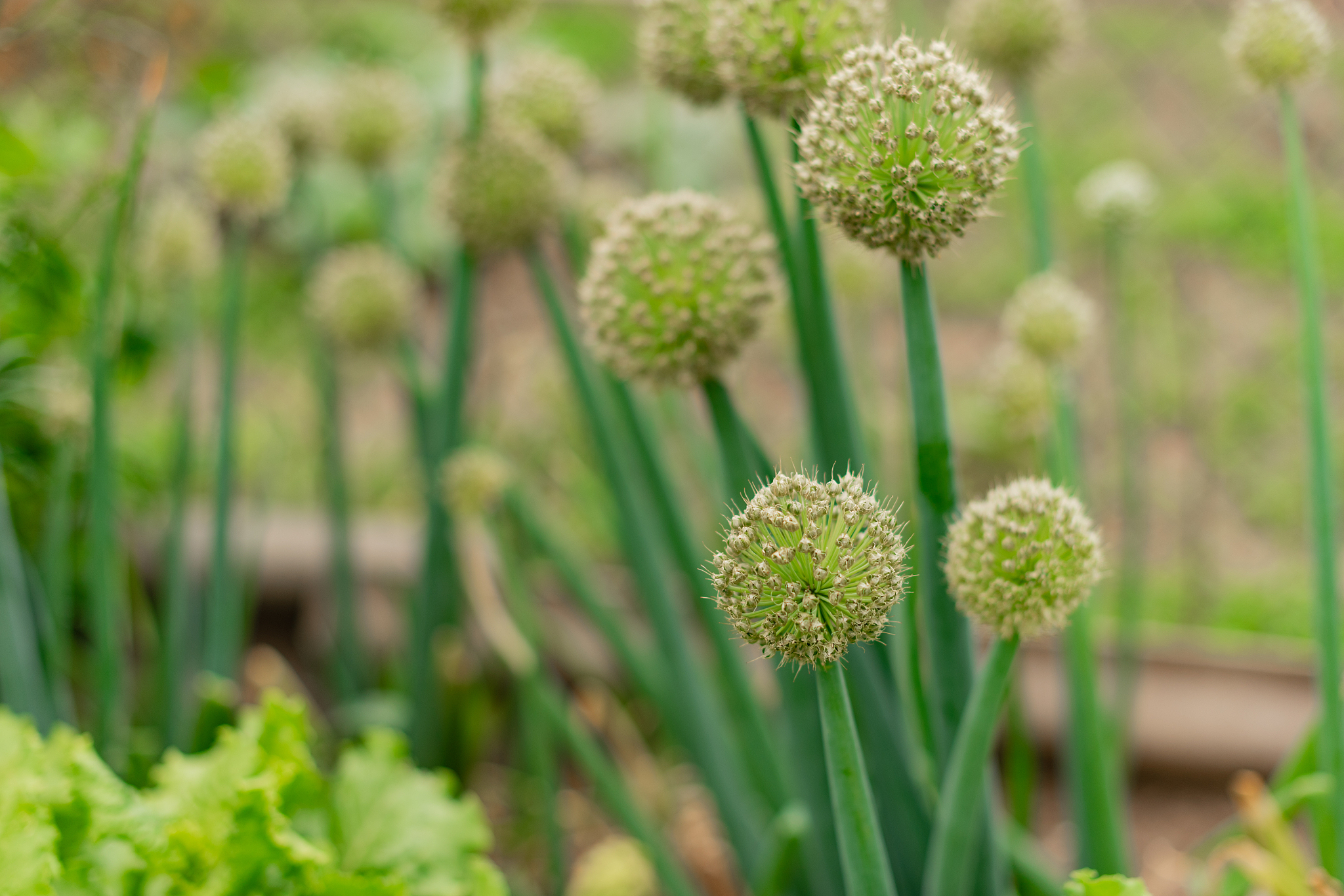 closeup on the blossoms of onions growing in fields