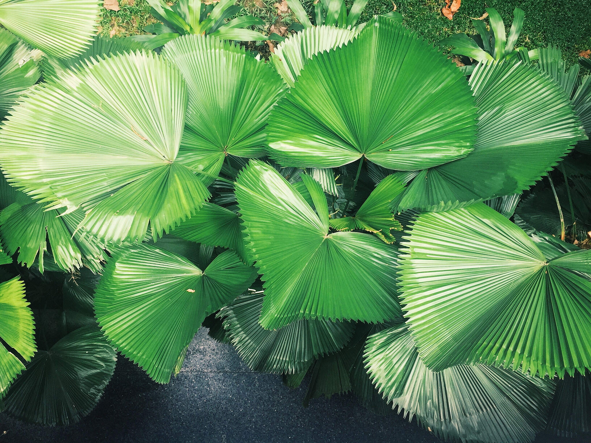 close-up of fresh green plant
