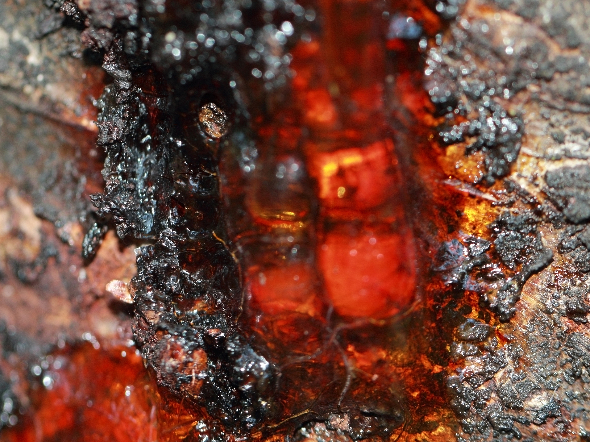 a macro close up view of orange cherry resin on the cherry tree 