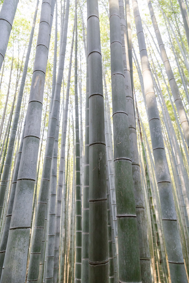 竹林