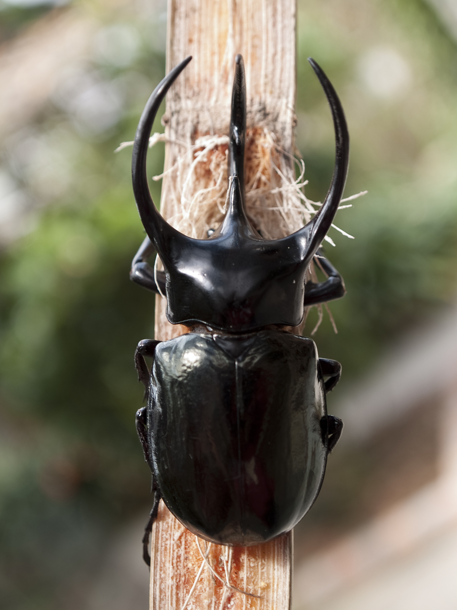 美他力弗锹甲的养殖方法 - 详细图文教程