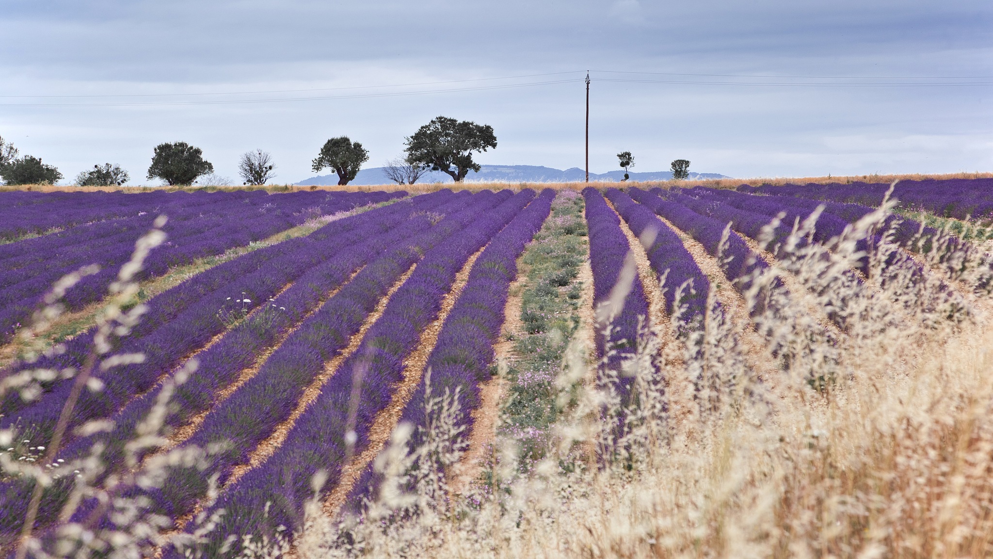 Delve into the narrow winding streets of the honey-coloured village of Gordes中文译文