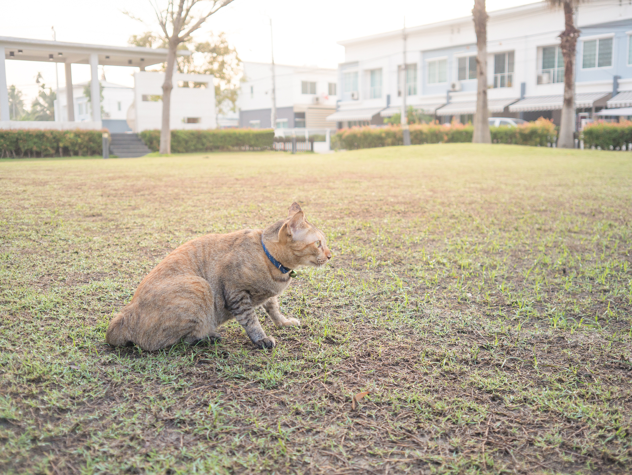 重医喵星人：探索校园猫咪的温馨生活
