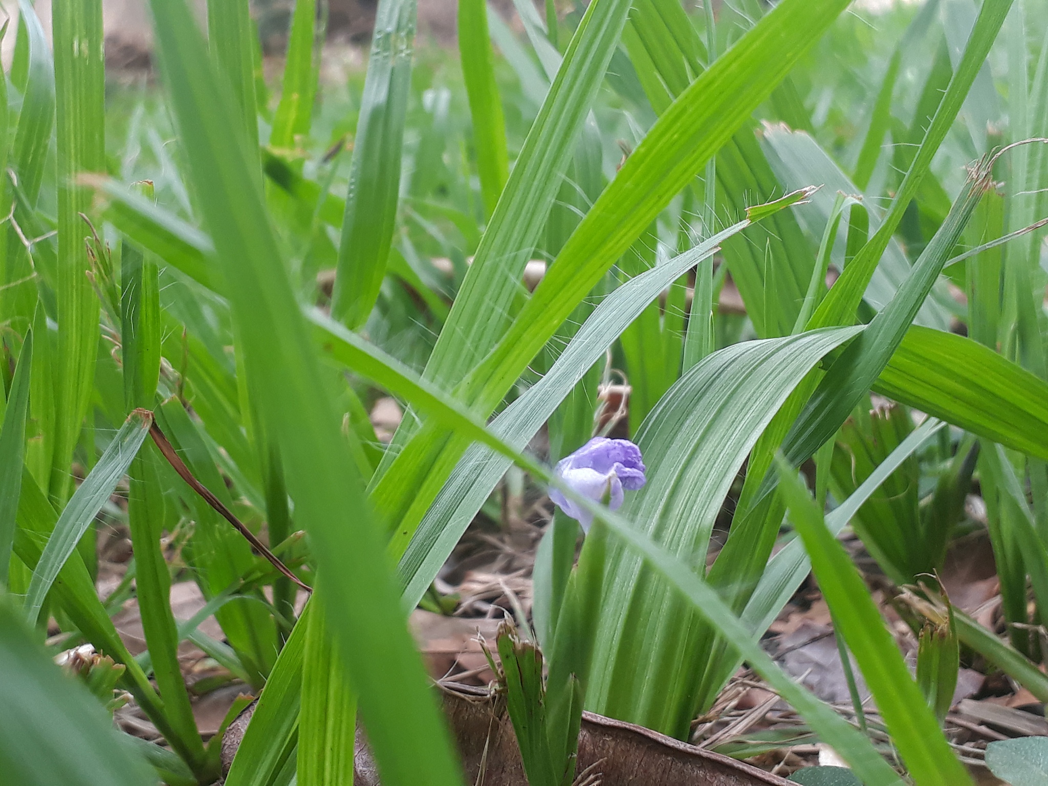 the flower