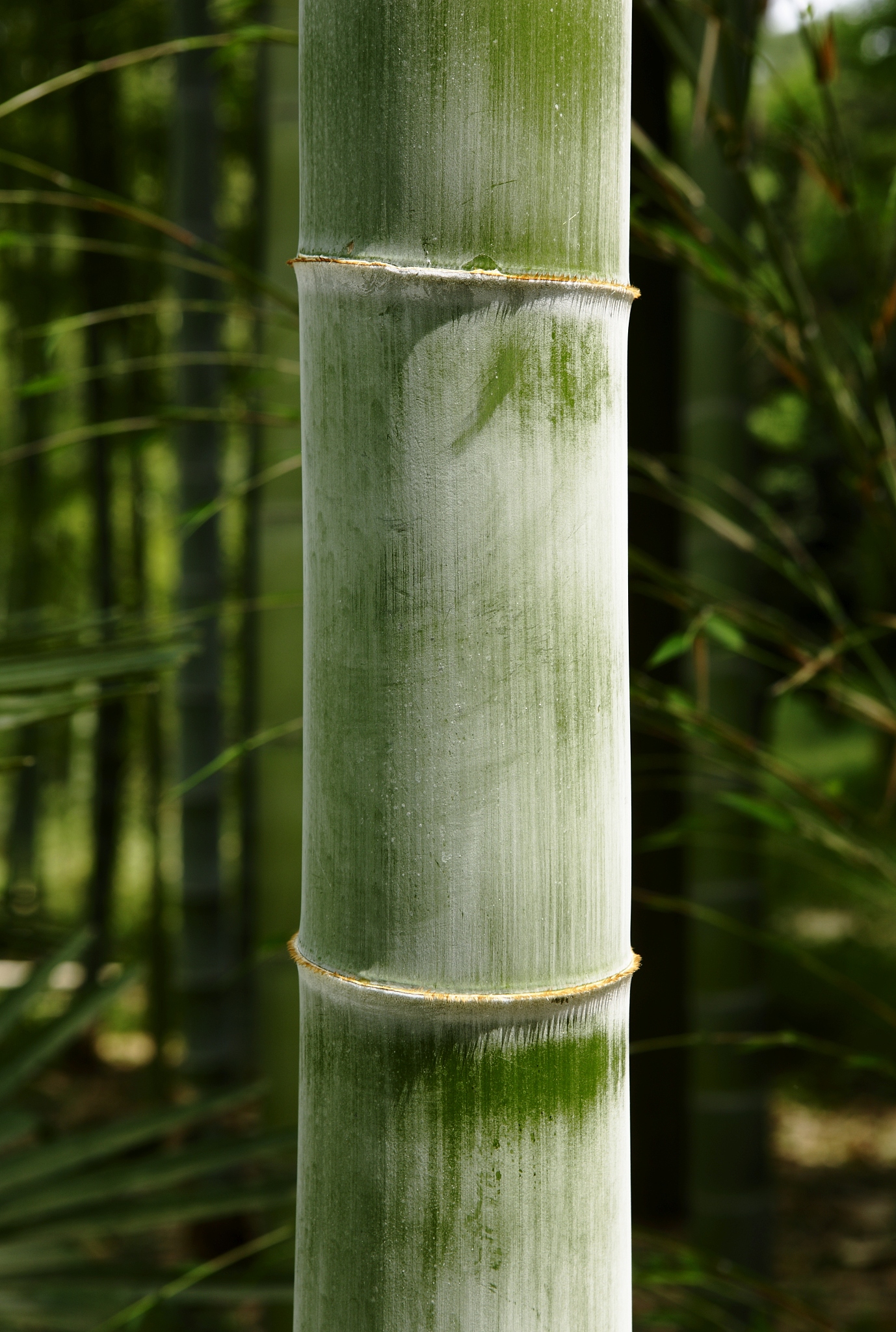 bamboo trees,close up