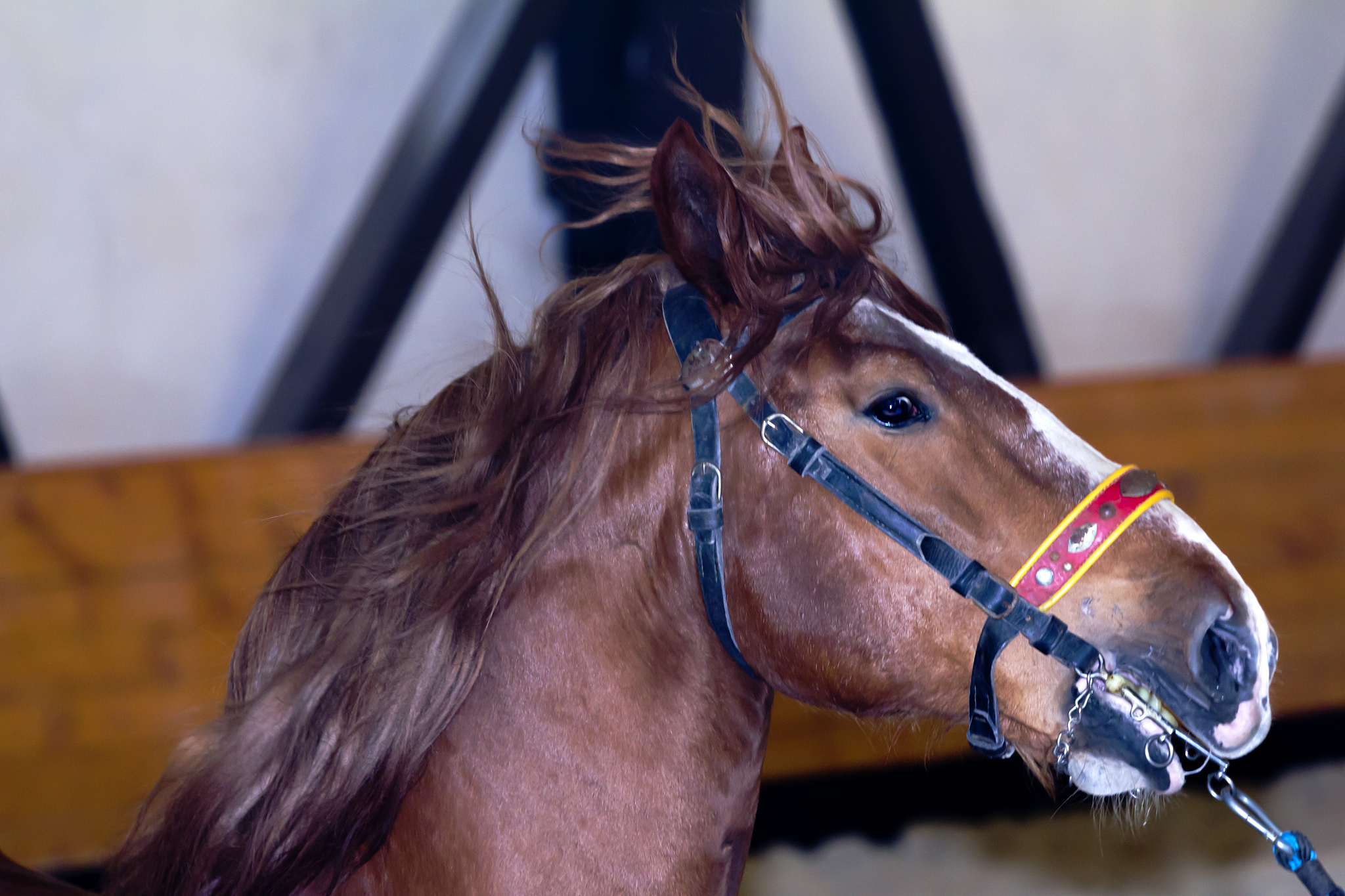 horse