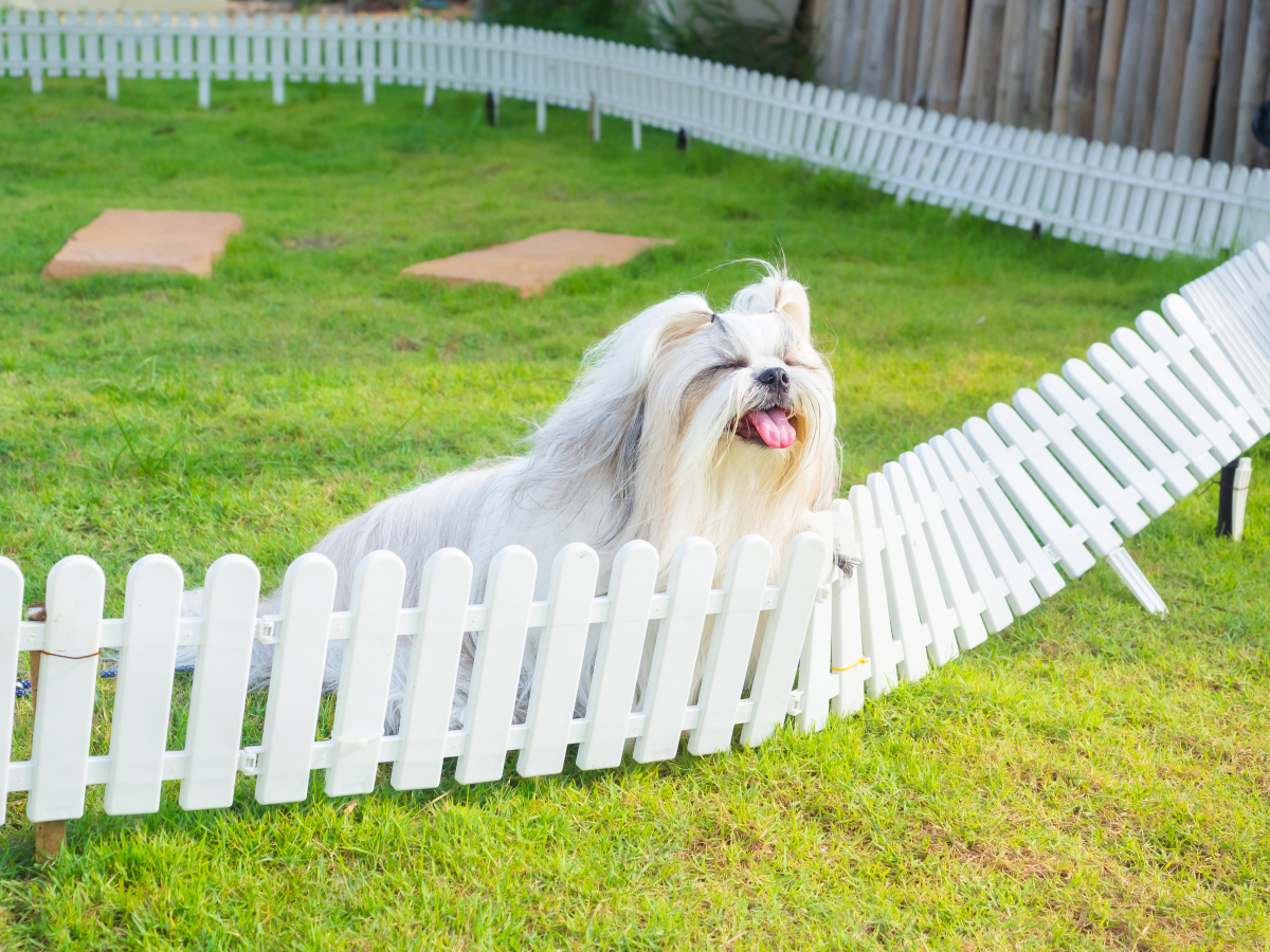西施犬图片背景图