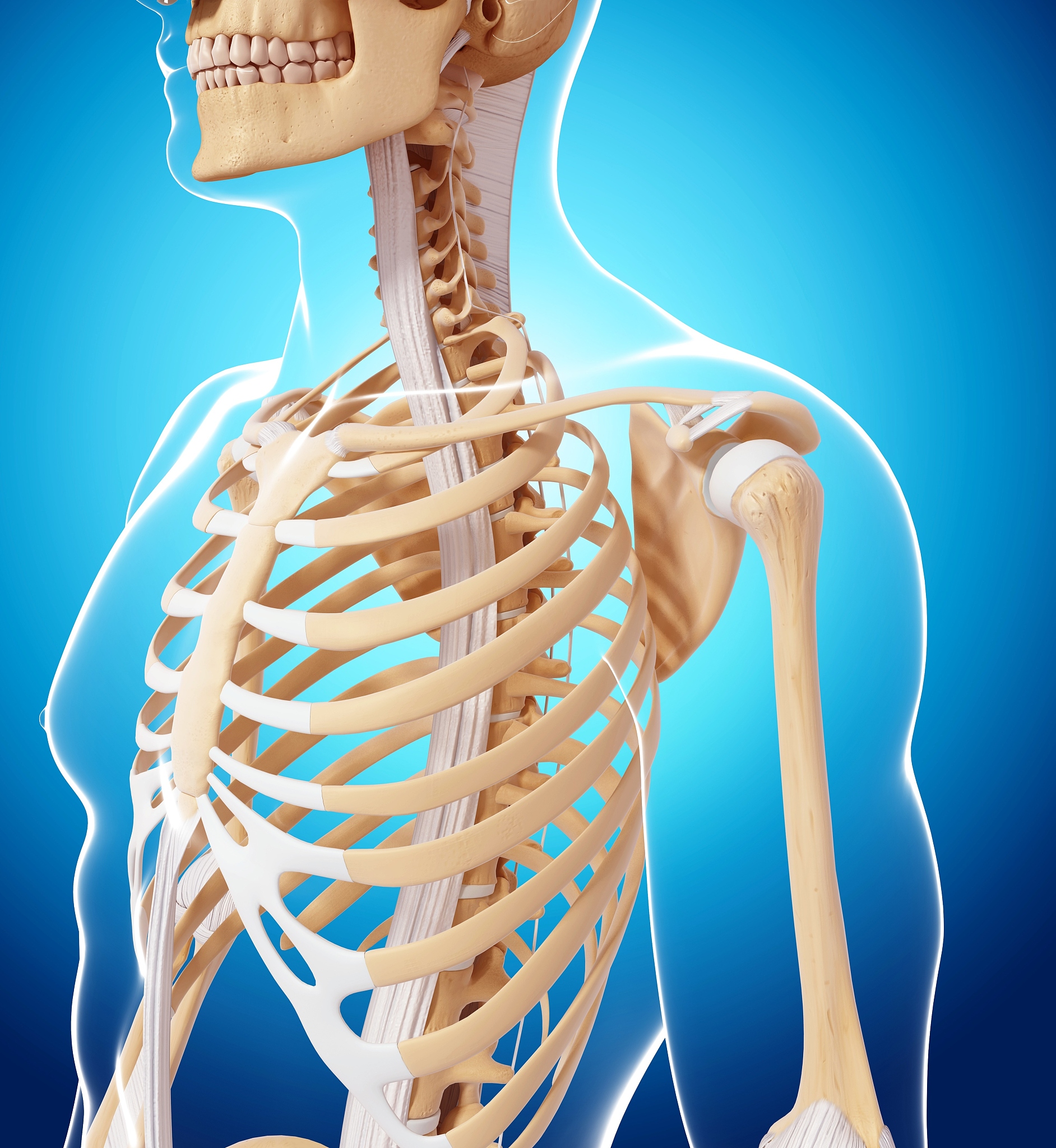 人体骨骼结构图解：从肩膀到手指