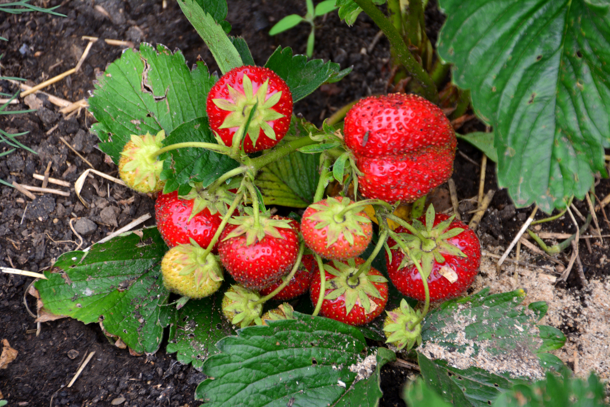 请整理以下内容抓紧摸清甘肃野生草莓种质资源家底