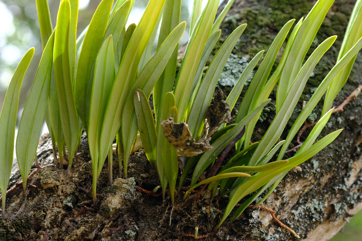 一叶兰烂根怎么办