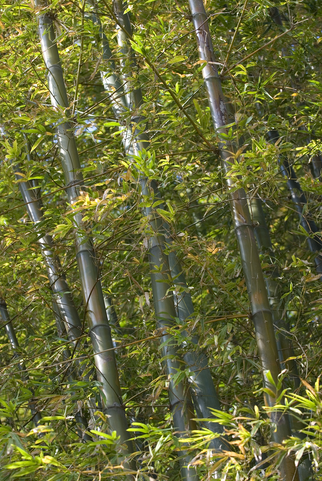bamboo trees