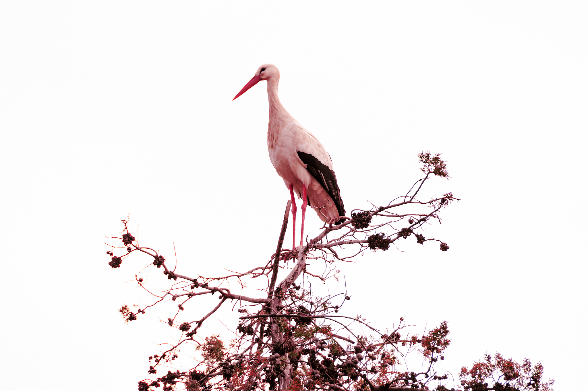 苍山峰间绿树叶啥动物