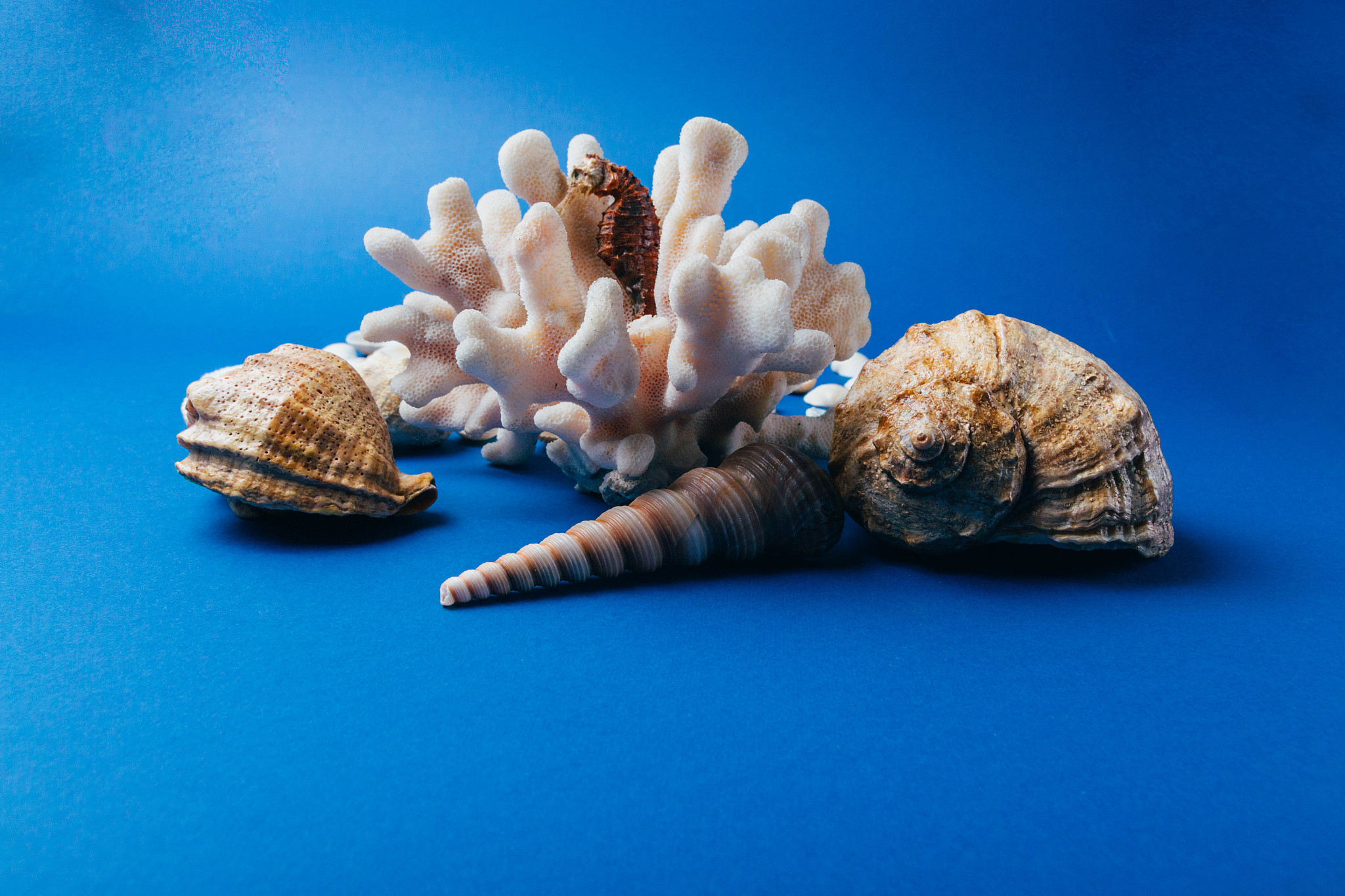 与地质海洋有关的动物