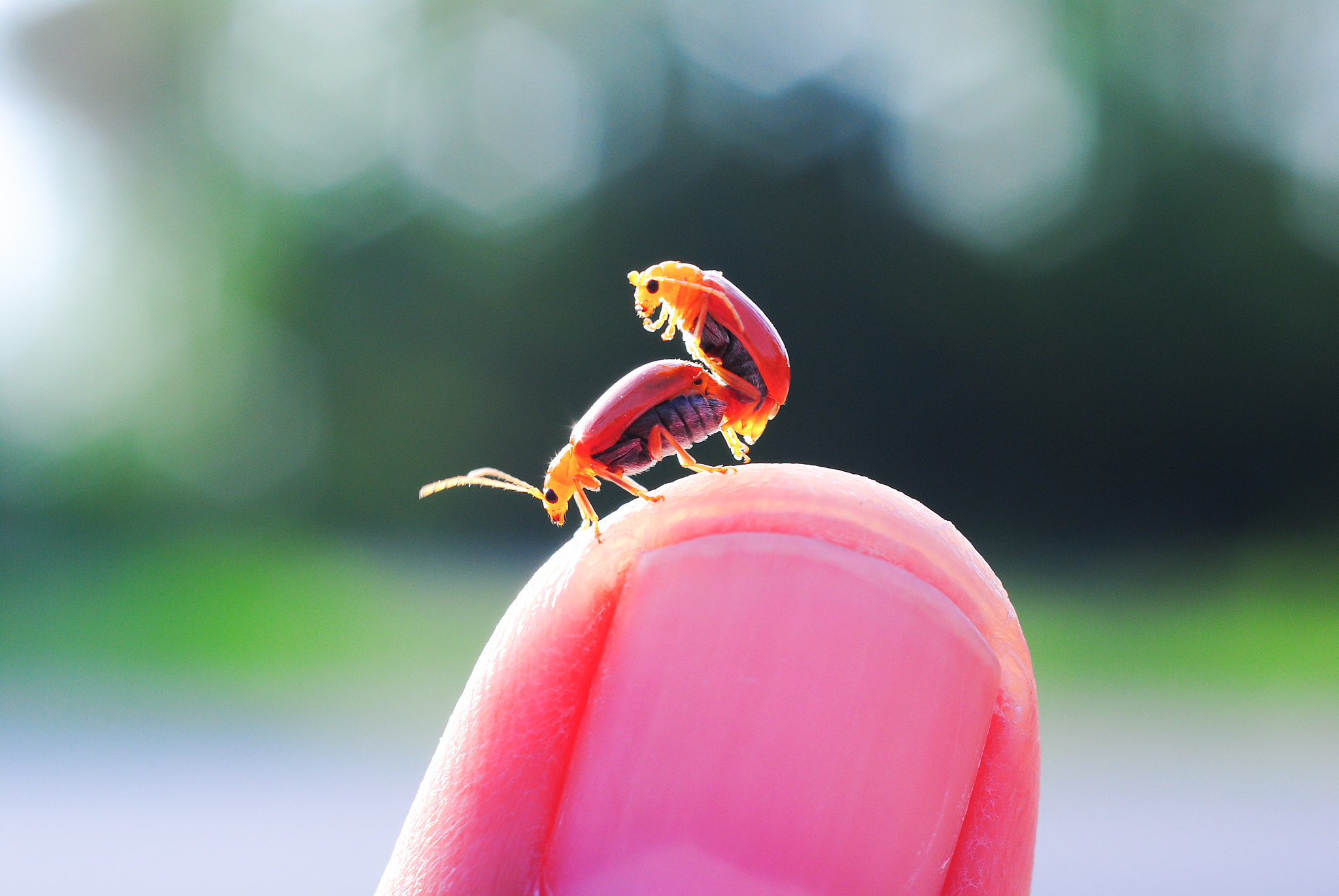 orange beetle mating