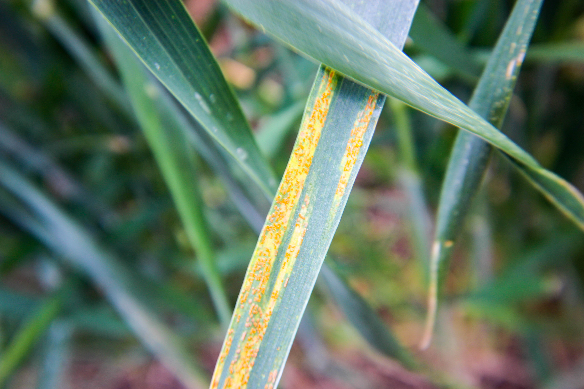 甘肃省小麦品种抗叶锈病性鉴定及评价