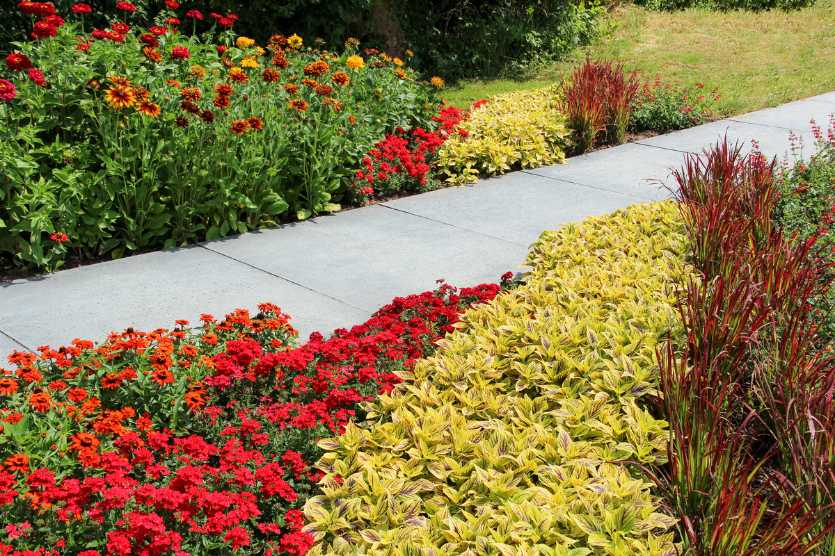 写一篇关于延安市园林彩叶植物应用模式中的地被花境种植。