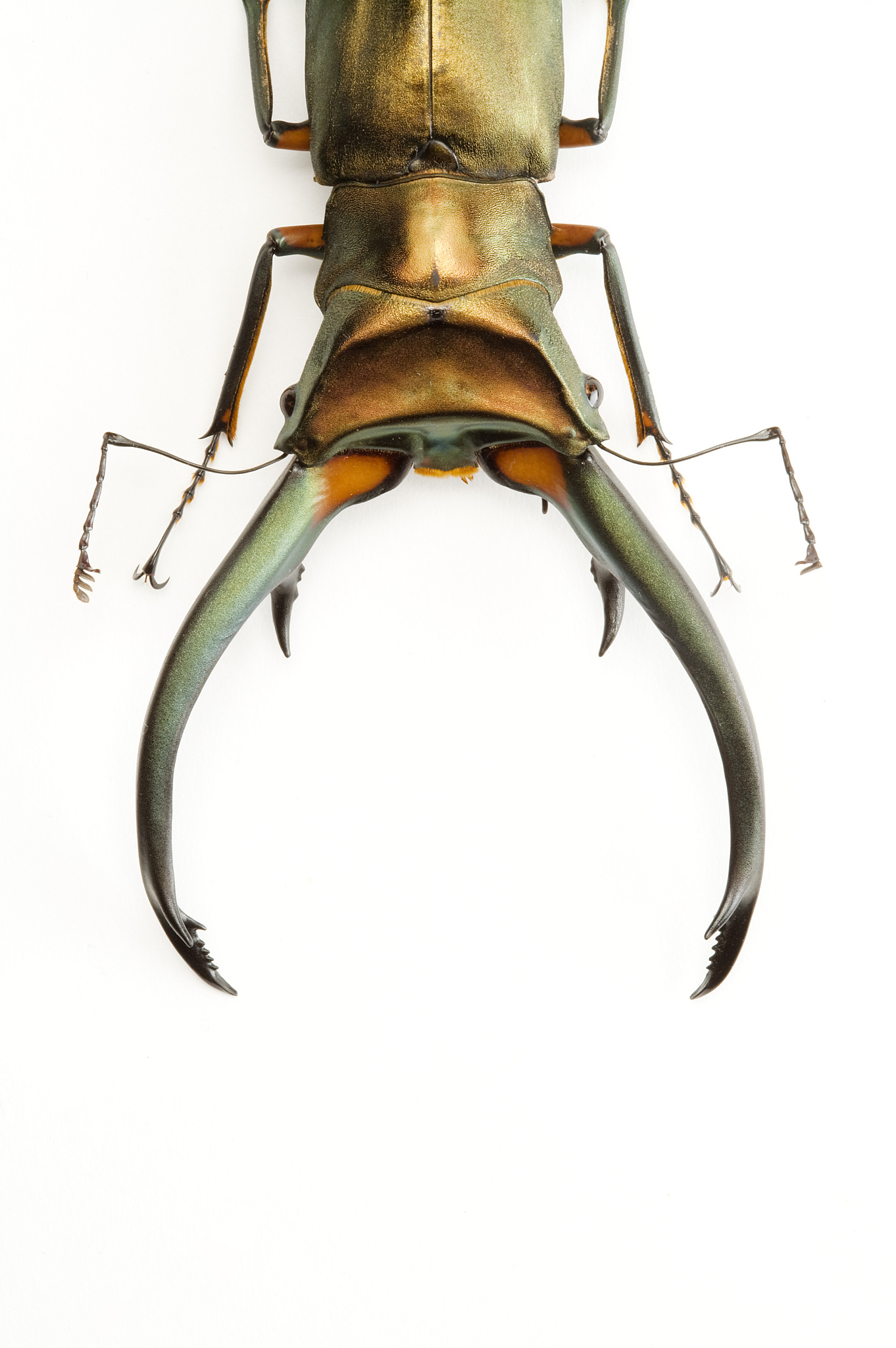 大尖鞘叩甲：深海生物的秘密