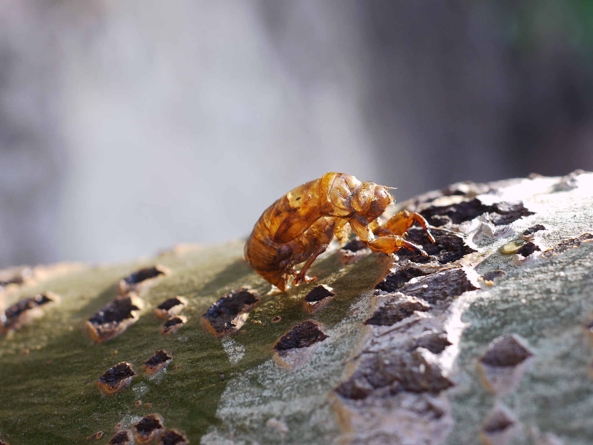 知了刚出壳的可以吃吗