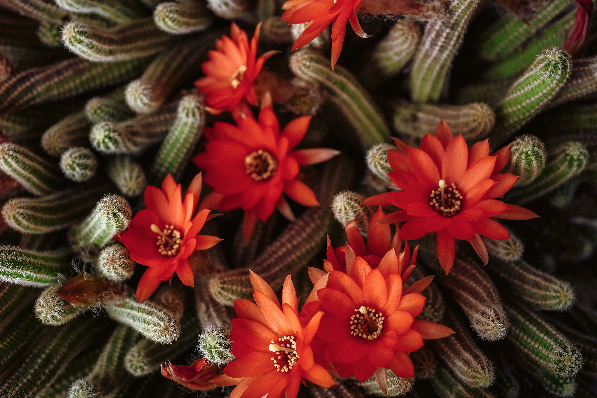 植物的调查工作有哪些