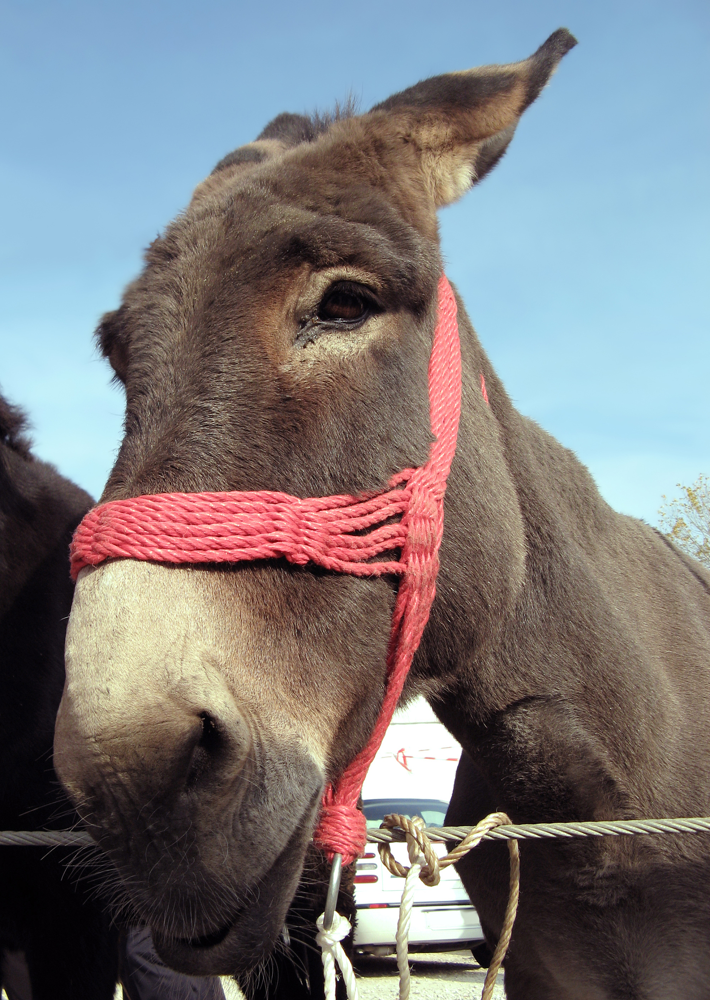 donkey portrait