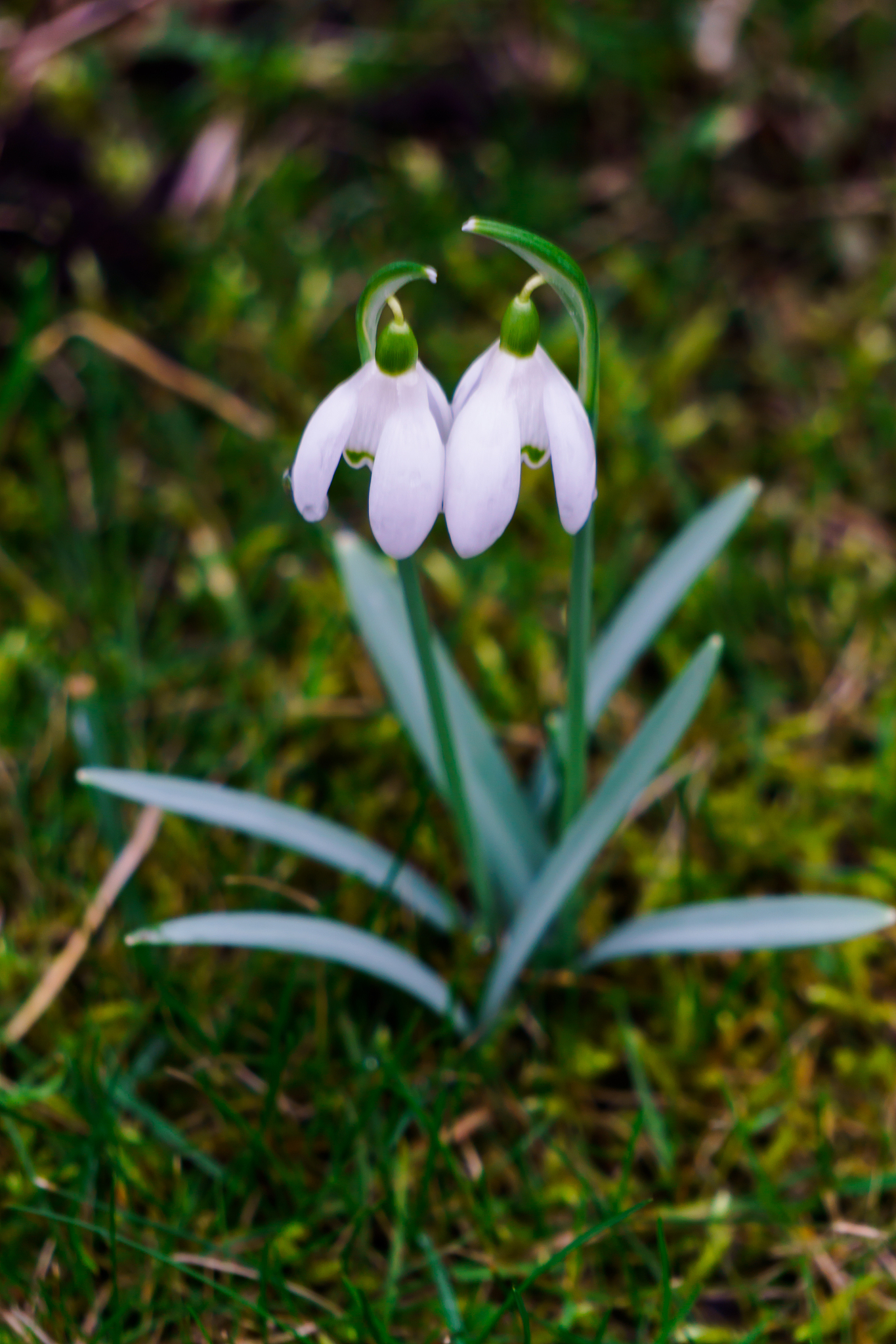snowdrops in the forest in the early spring. wild flowers on the
