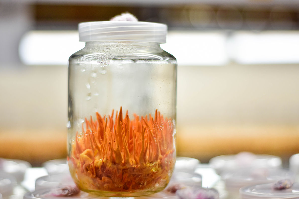 国珍牌松花蛹虫草粉可以和什么一起食用？