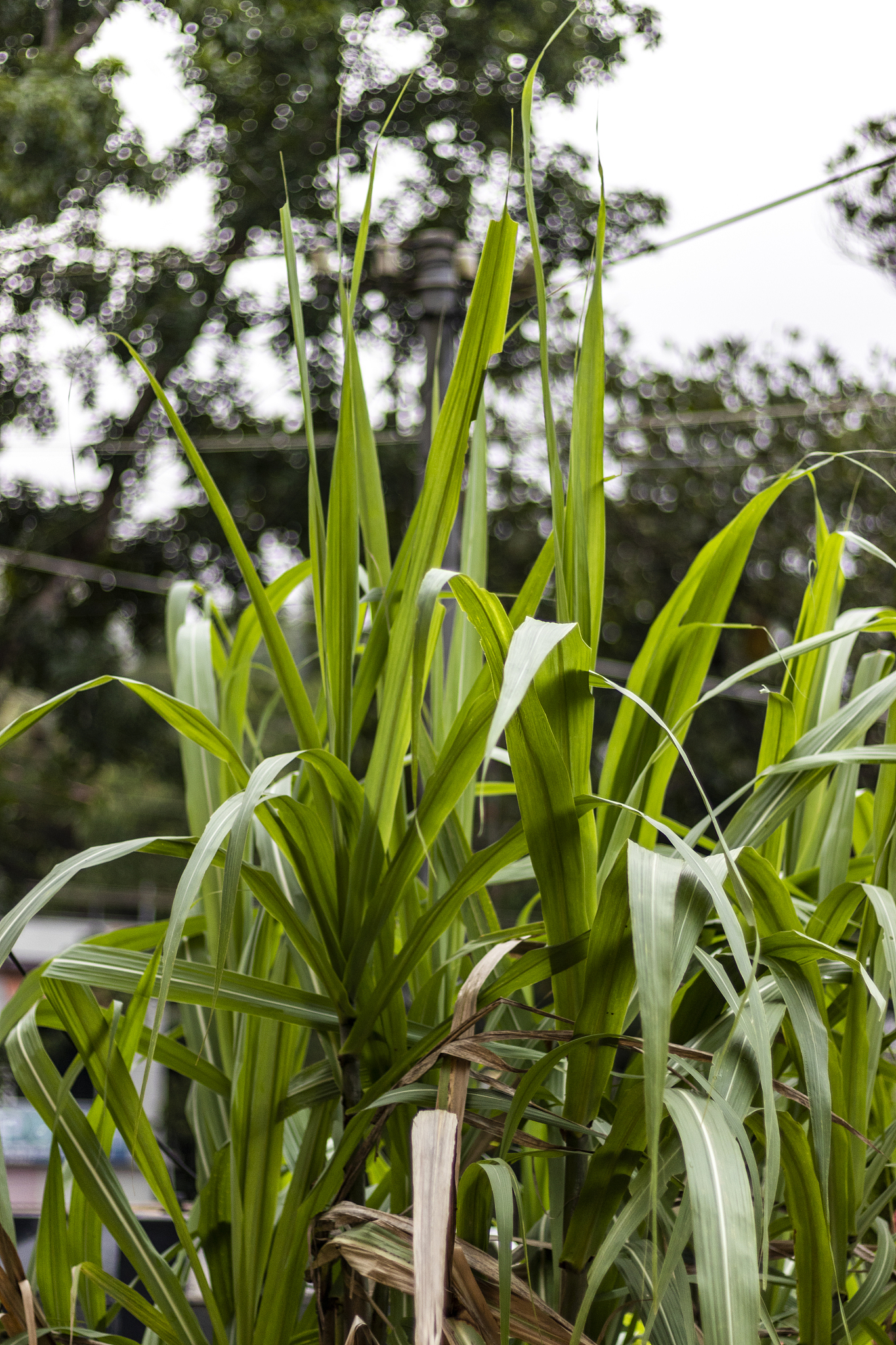 sugarcane leaves, growing sugarcane in garden in off season