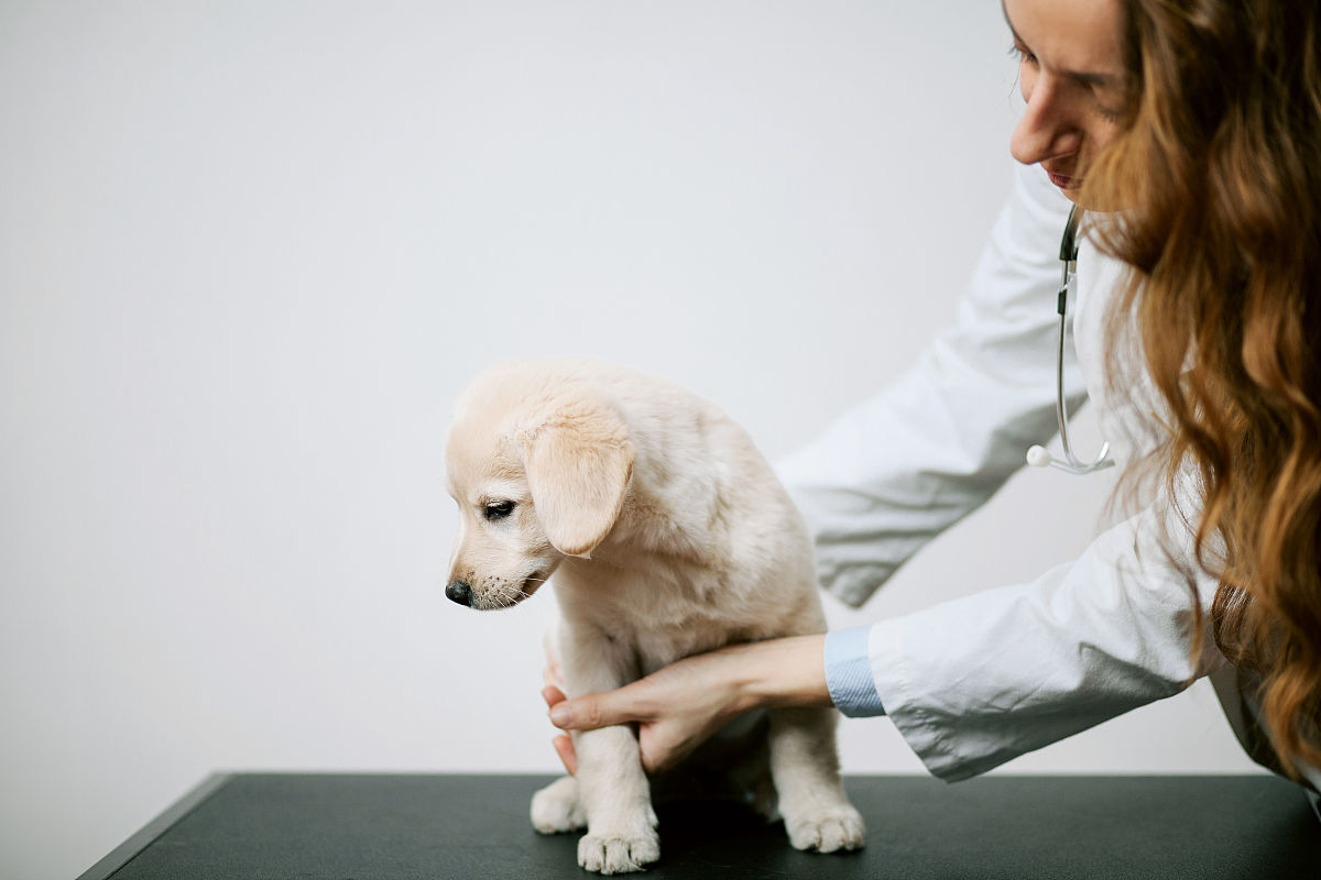 山东畜牧兽医职业学院入学提示