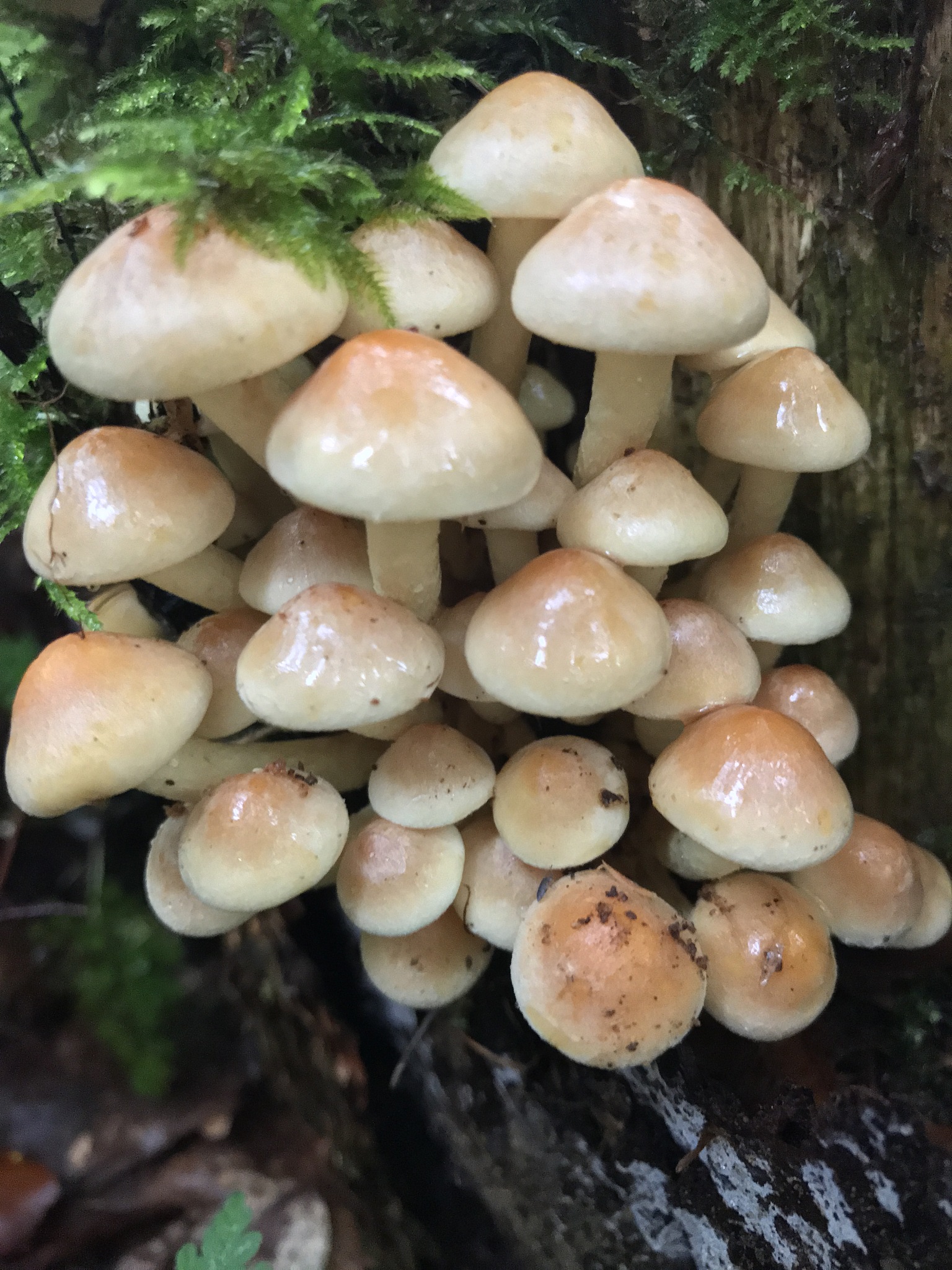 蘑菇晒干后减少多少水分？ - 计算过程详解